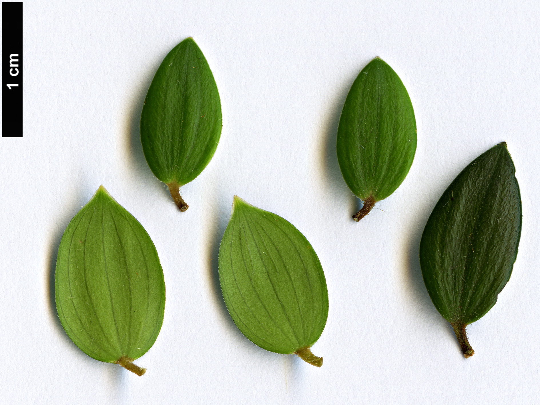 High resolution image: Family: Ericaceae - Genus: Trochocarpa - Taxon: gunnii