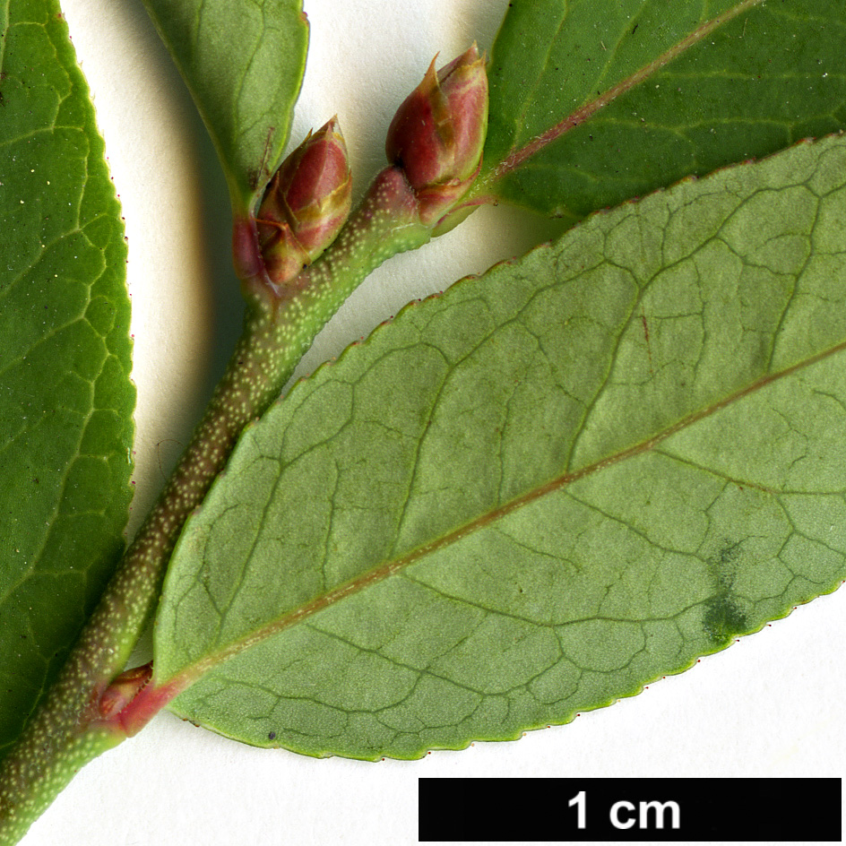 High resolution image: Family: Ericaceae - Genus: Vaccinium - Taxon: angustifolium High resolution image: Family: Ericaceae - Genus: Vaccinium - Taxon: angustifolium