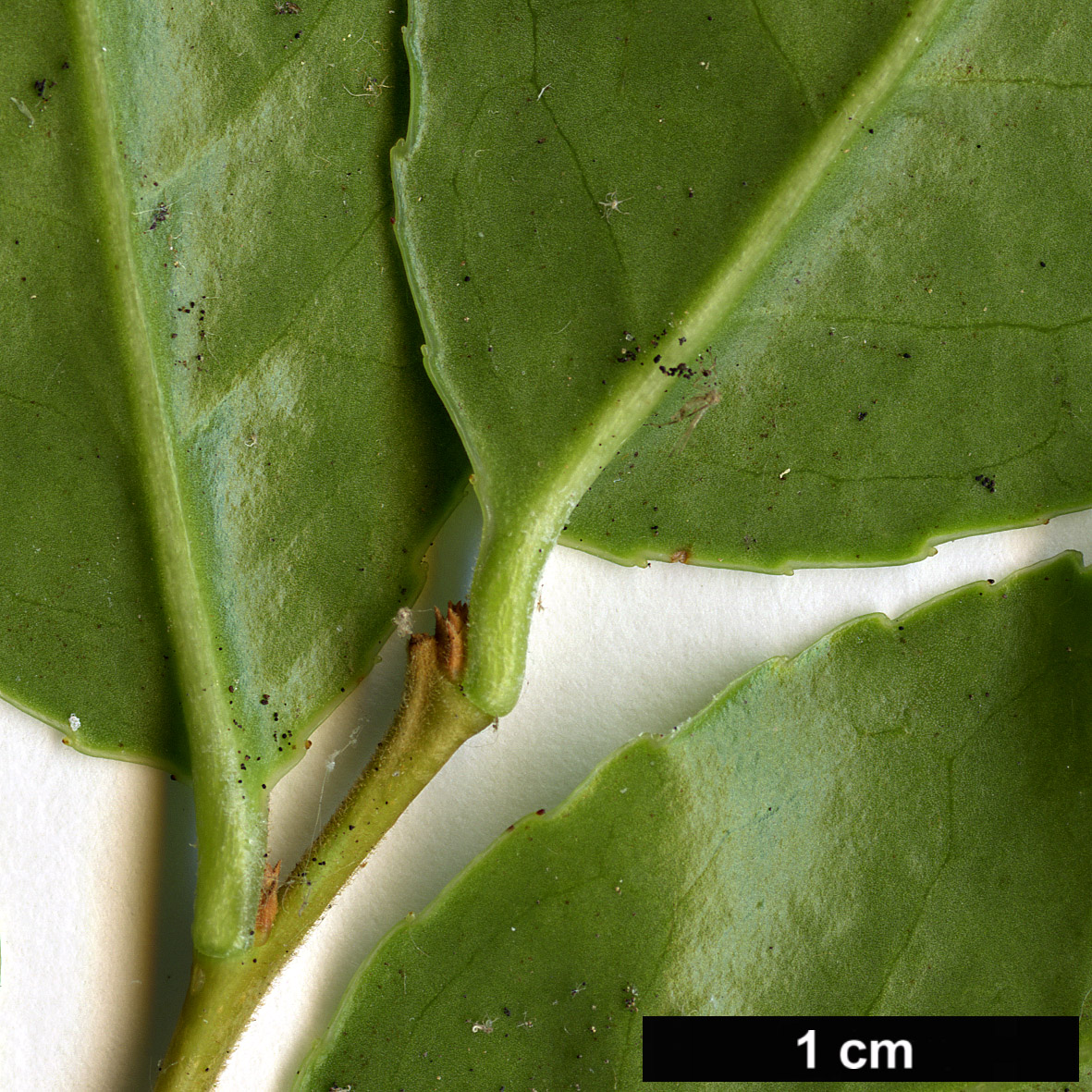 High resolution image: Family: Ericaceae - Genus: Vaccinium - Taxon: duclouxii