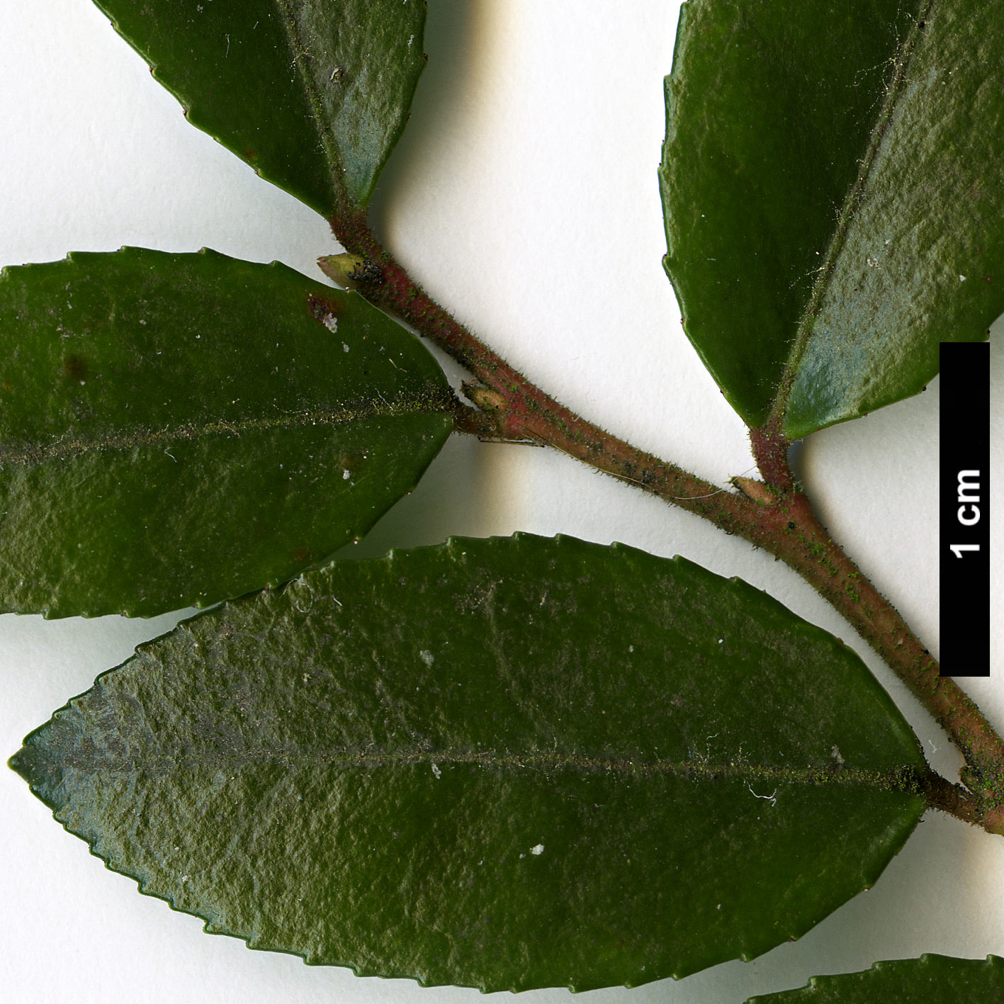 High resolution image: Family: Ericaceae - Genus: Vaccinium - Taxon: ovatum High resolution image: Family: Ericaceae - Genus: Vaccinium - Taxon: ovatum