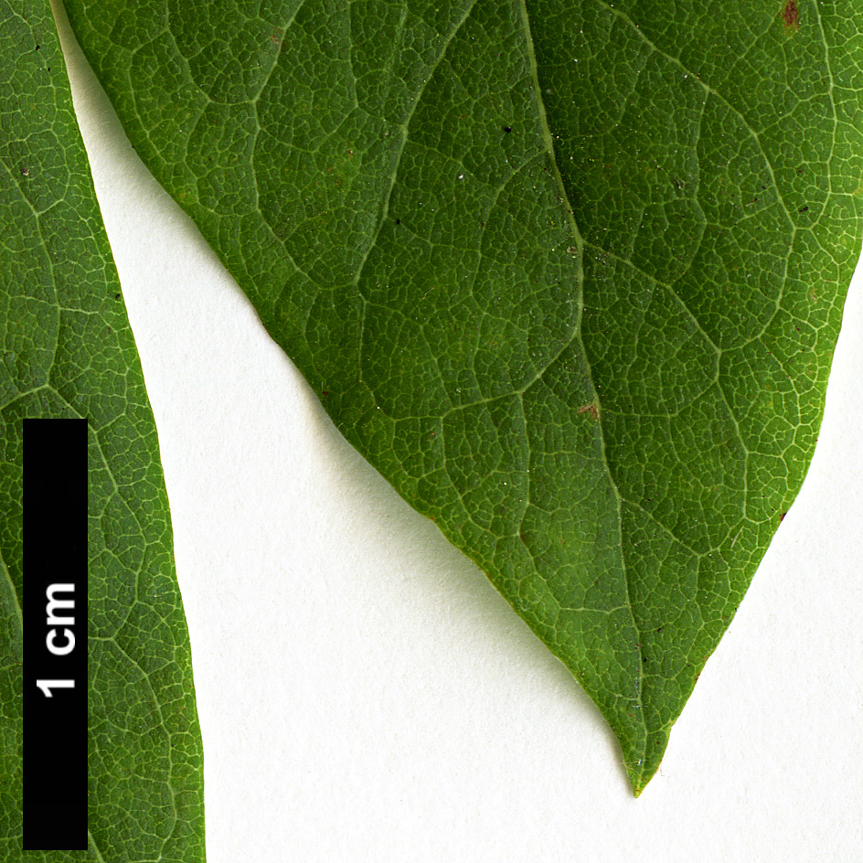 High resolution image: Family: Ericaceae - Genus: Vaccinium - Taxon: stamineum