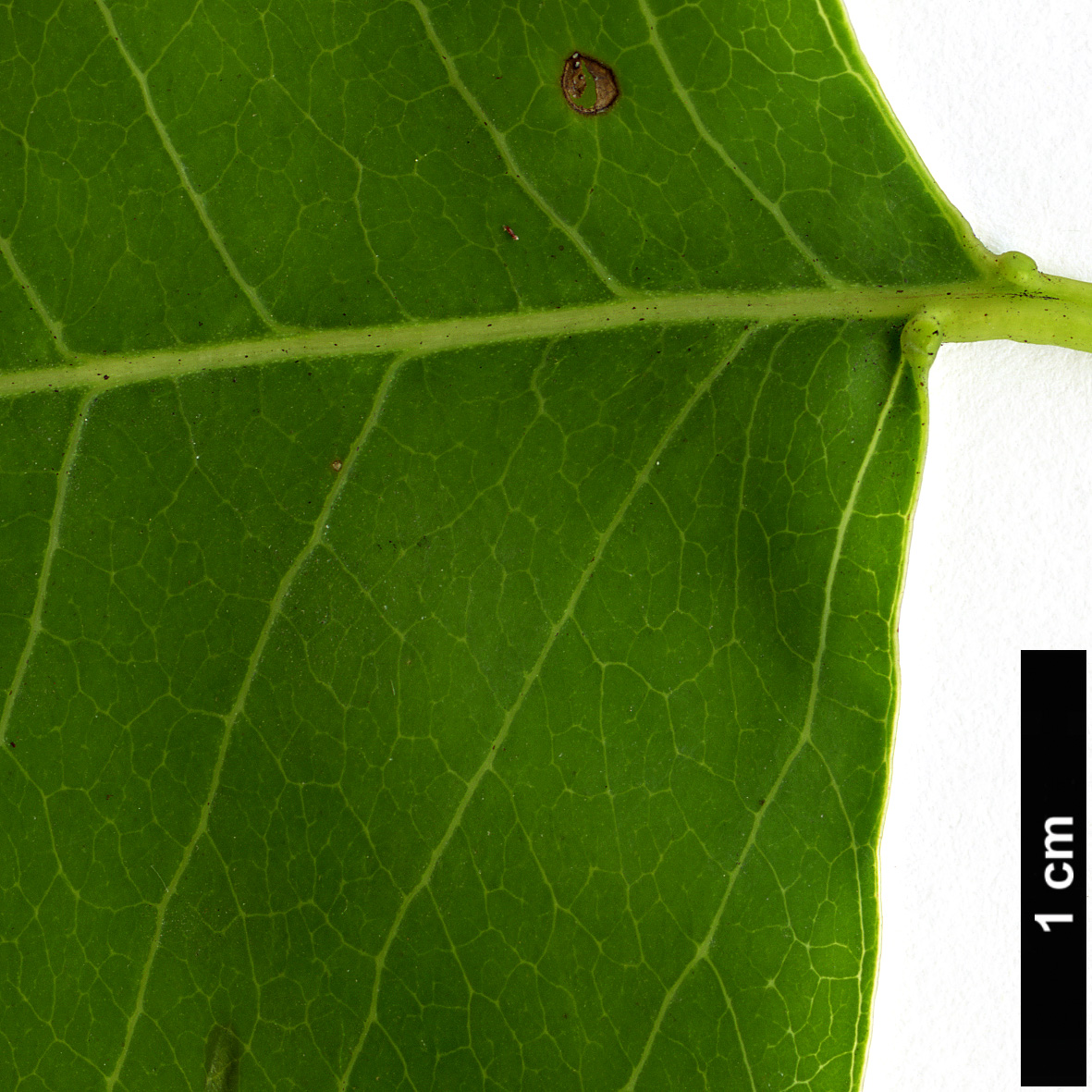 High resolution image: Family: Euphorbiaceae - Genus: Triadica - Taxon: sebifera