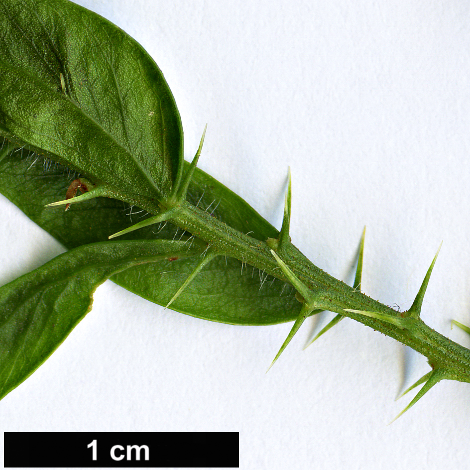 High resolution image: Family: Fabaceae - Genus: Acacia - Taxon: armata