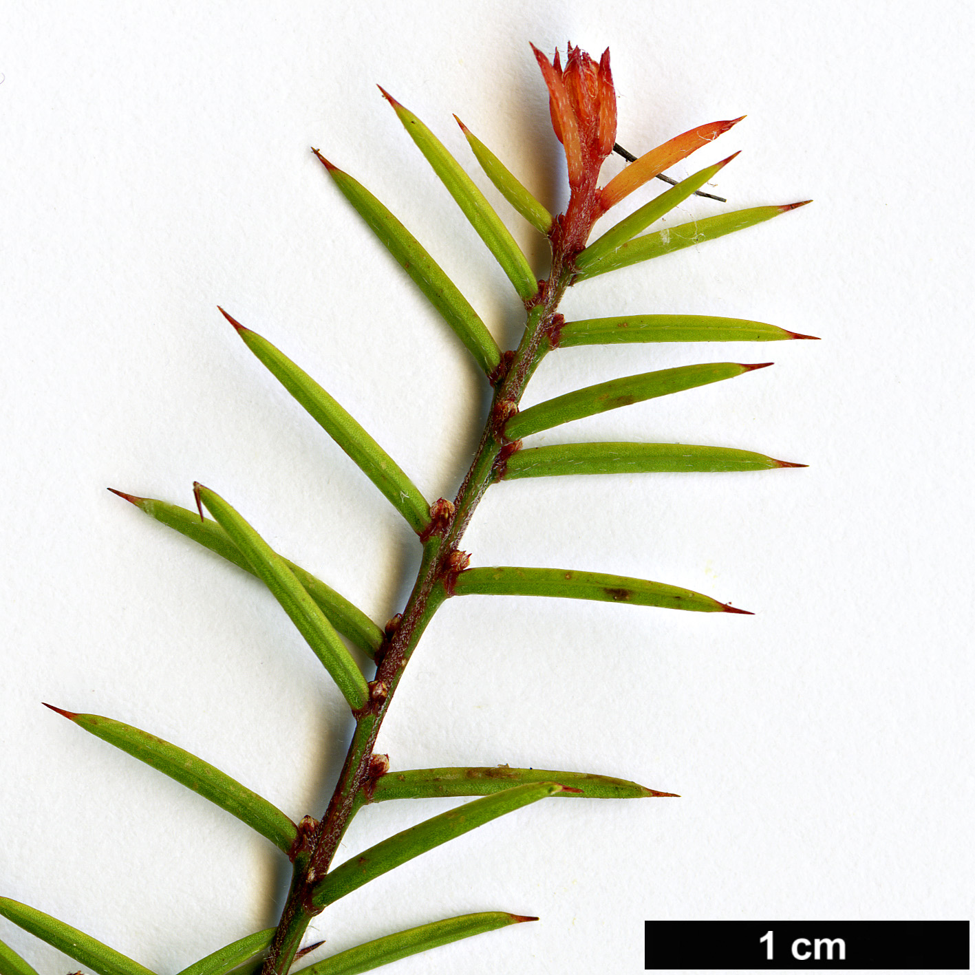 High resolution image: Family: Fabaceae - Genus: Acacia - Taxon: axillaris