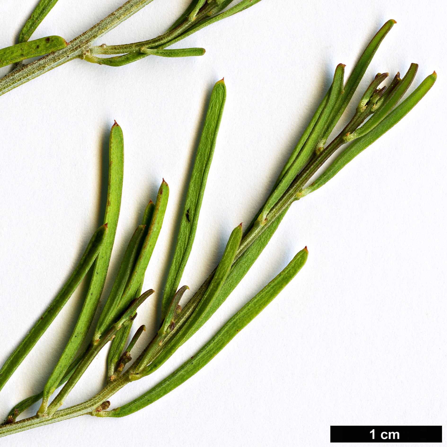 High resolution image: Family: Fabaceae - Genus: Acacia - Taxon: flexifolia High resolution image: Family: Fabaceae - Genus: Acacia - Taxon: flexifolia