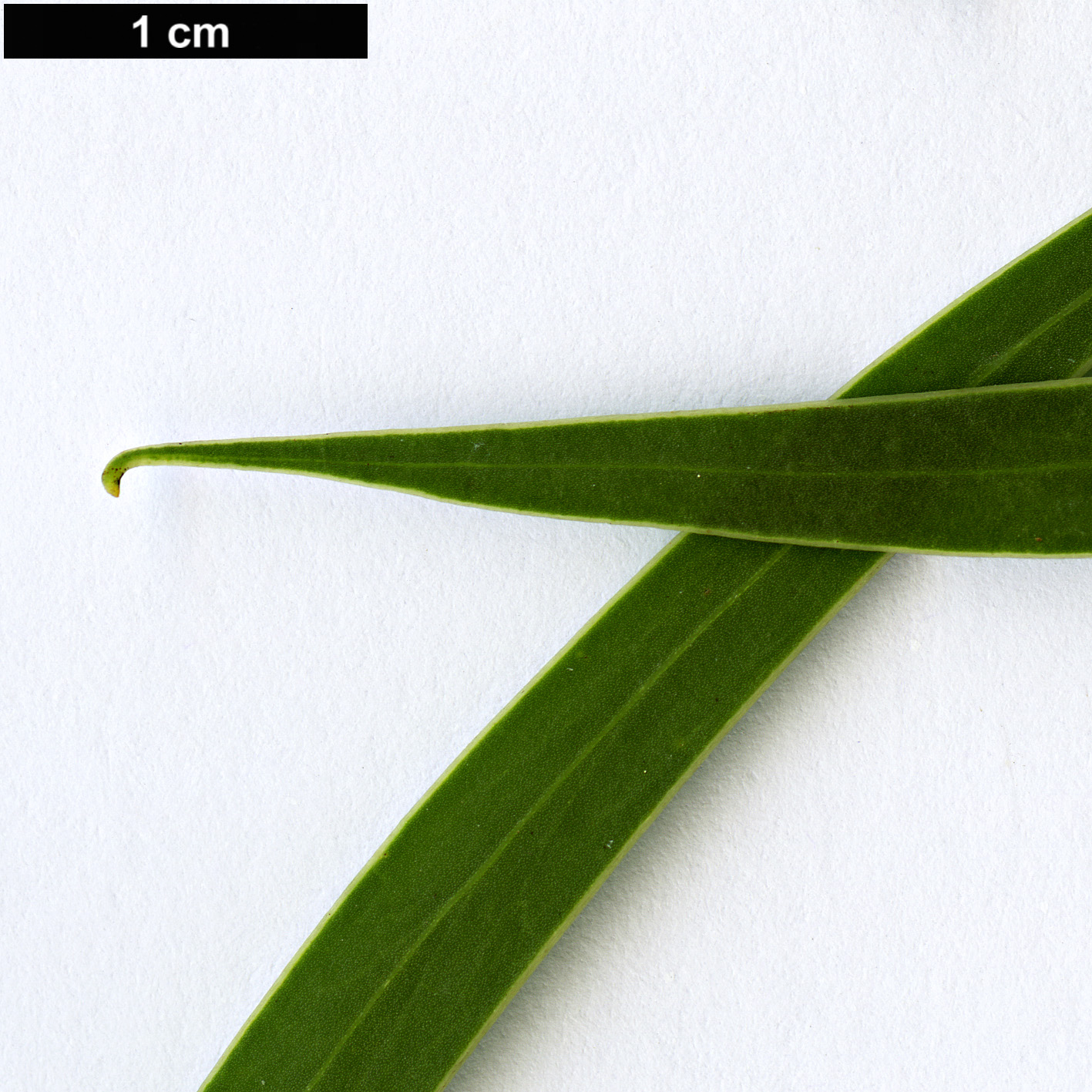 High resolution image: Family: Fabaceae - Genus: Acacia - Taxon: leiophylla