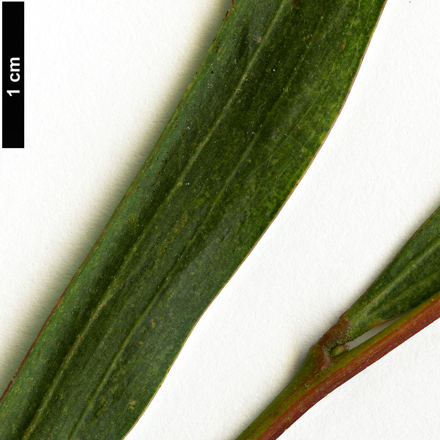 High resolution image: Family: Fabaceae - Genus: Acacia - Taxon: longifolia