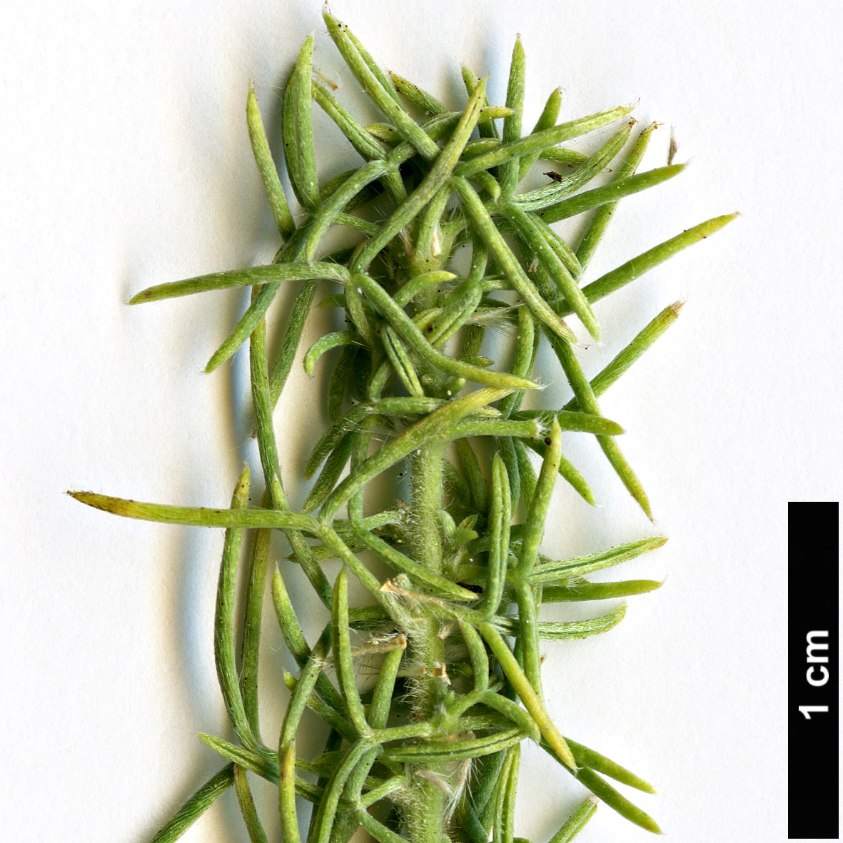 High resolution image: Family: Fabaceae - Genus: Adenocarpus - Taxon: decorticans