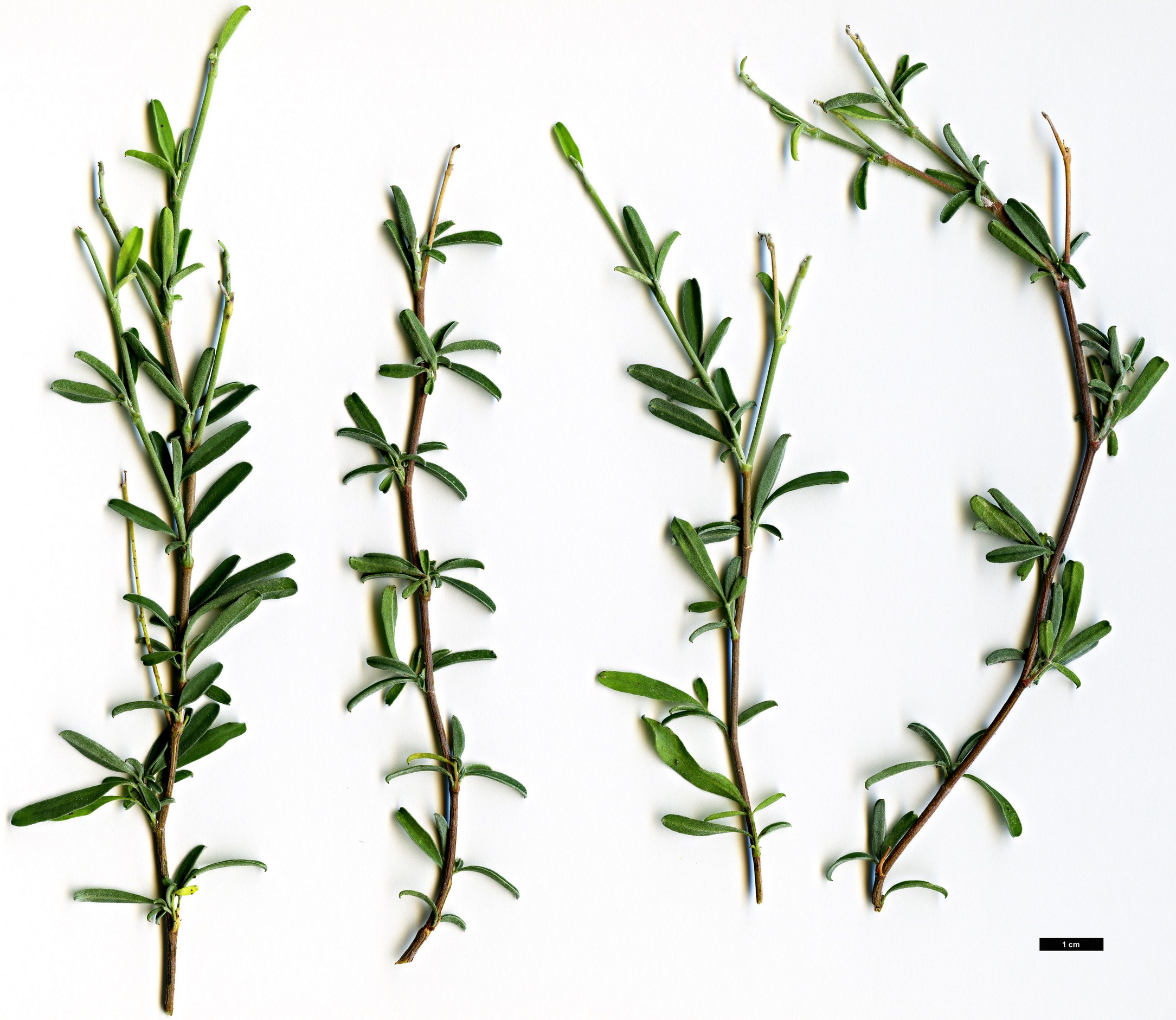 High resolution image: Family: Fabaceae - Genus: Anthyllis - Taxon: hermanniae