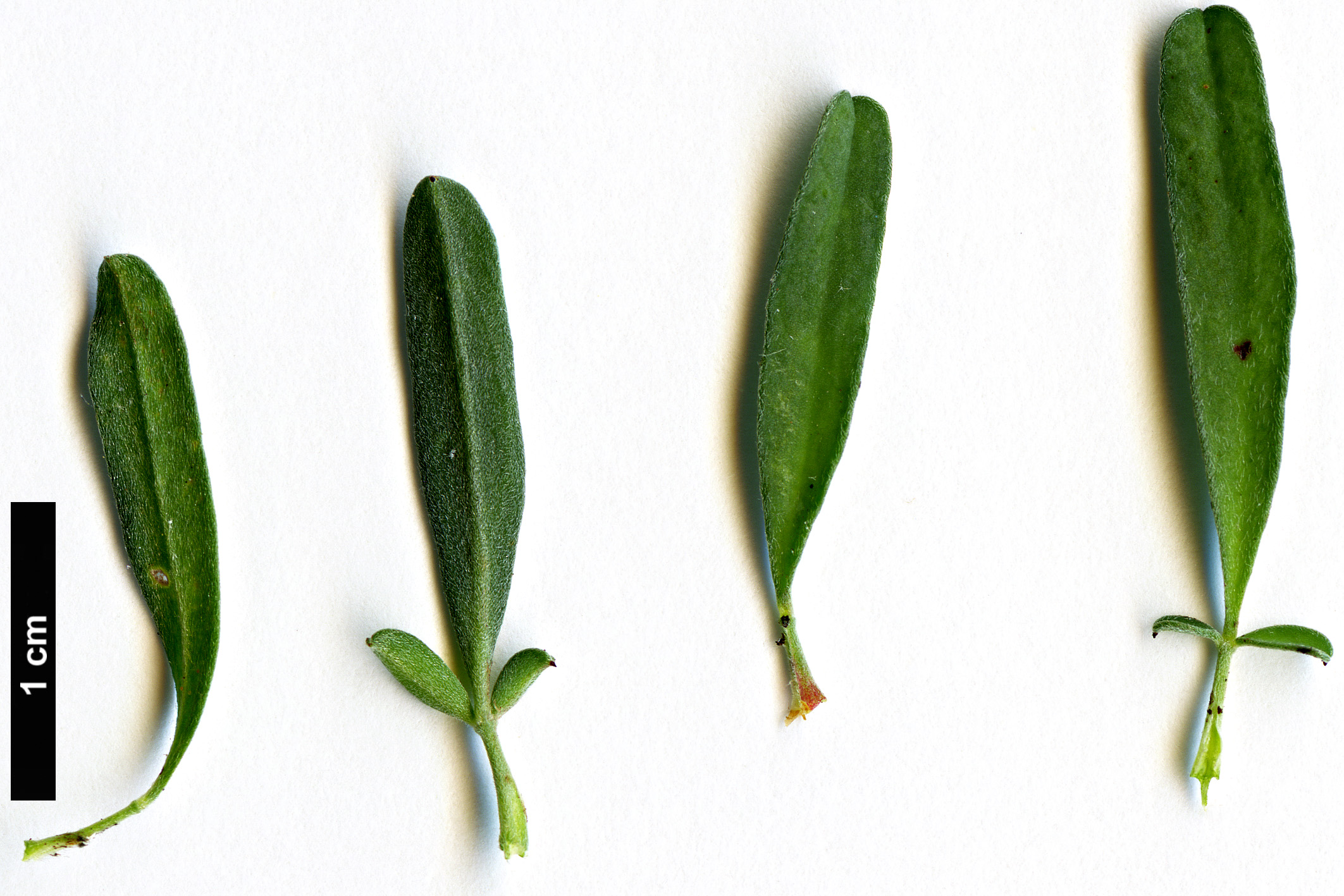 High resolution image: Family: Fabaceae - Genus: Anthyllis - Taxon: hermanniae