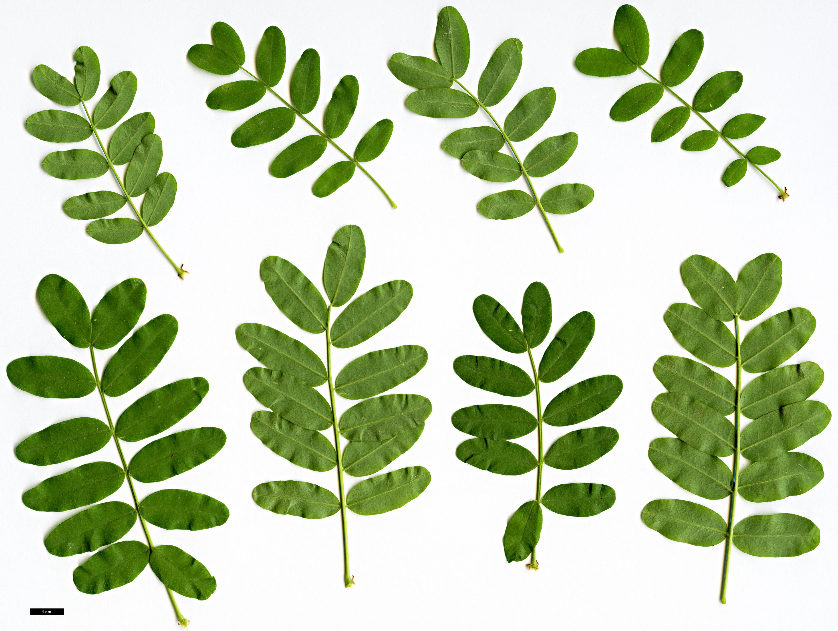 High resolution image: Family: Fabaceae - Genus: Caragana - Taxon: arborescens High resolution image: Family: Fabaceae - Genus: Caragana - Taxon: arborescens