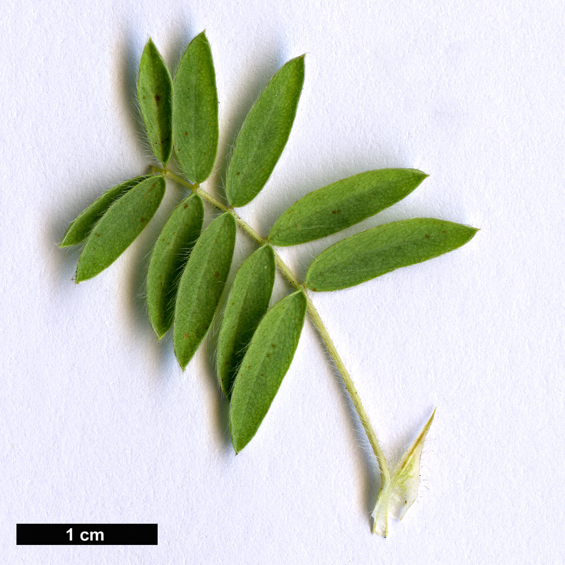 High resolution image: Family: Fabaceae - Genus: Caragana - Taxon: jubata High resolution image: Family: Fabaceae - Genus: Caragana - Taxon: jubata