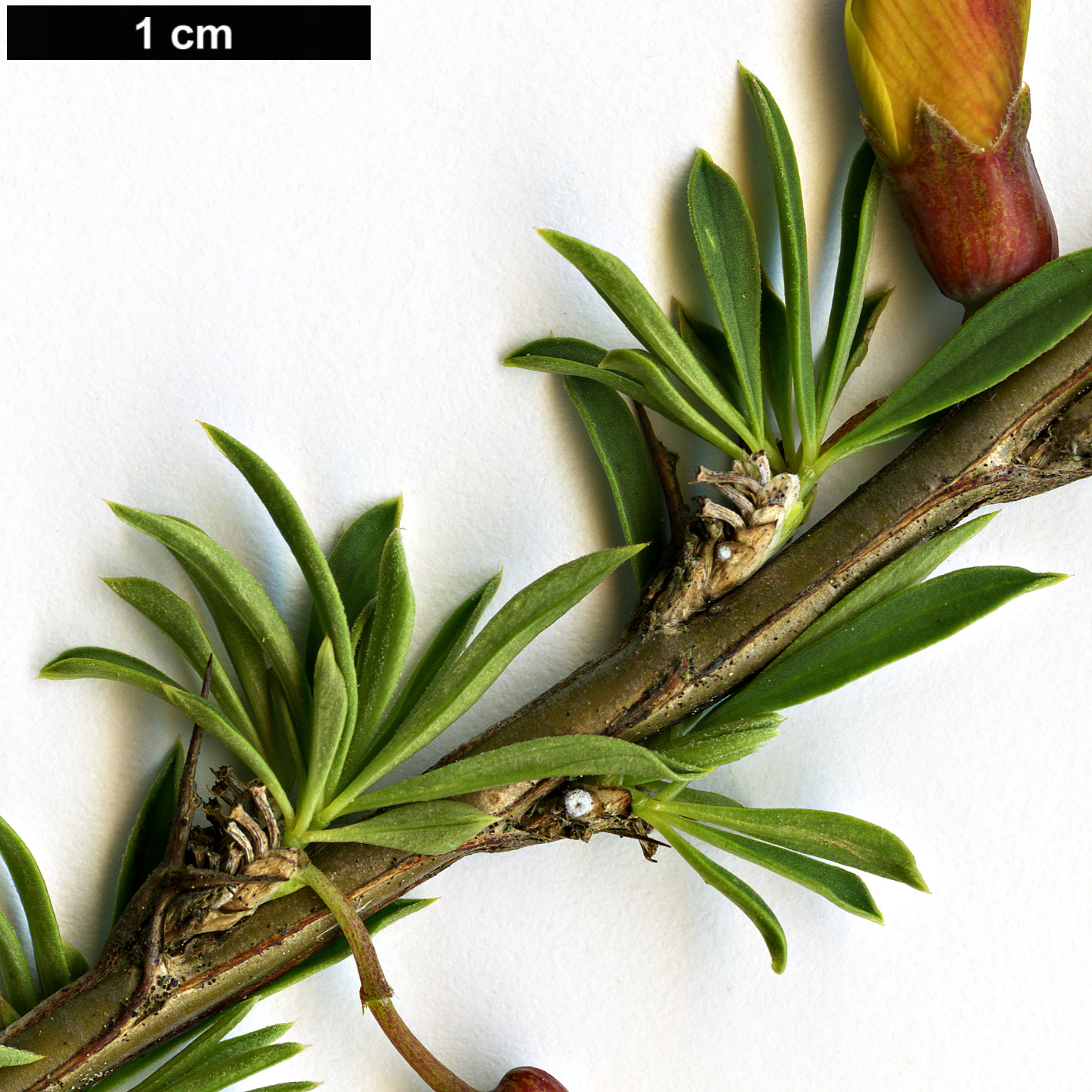 High resolution image: Family: Fabaceae - Genus: Caragana - Taxon: pygmaea High resolution image: Family: Fabaceae - Genus: Caragana - Taxon: pygmaea