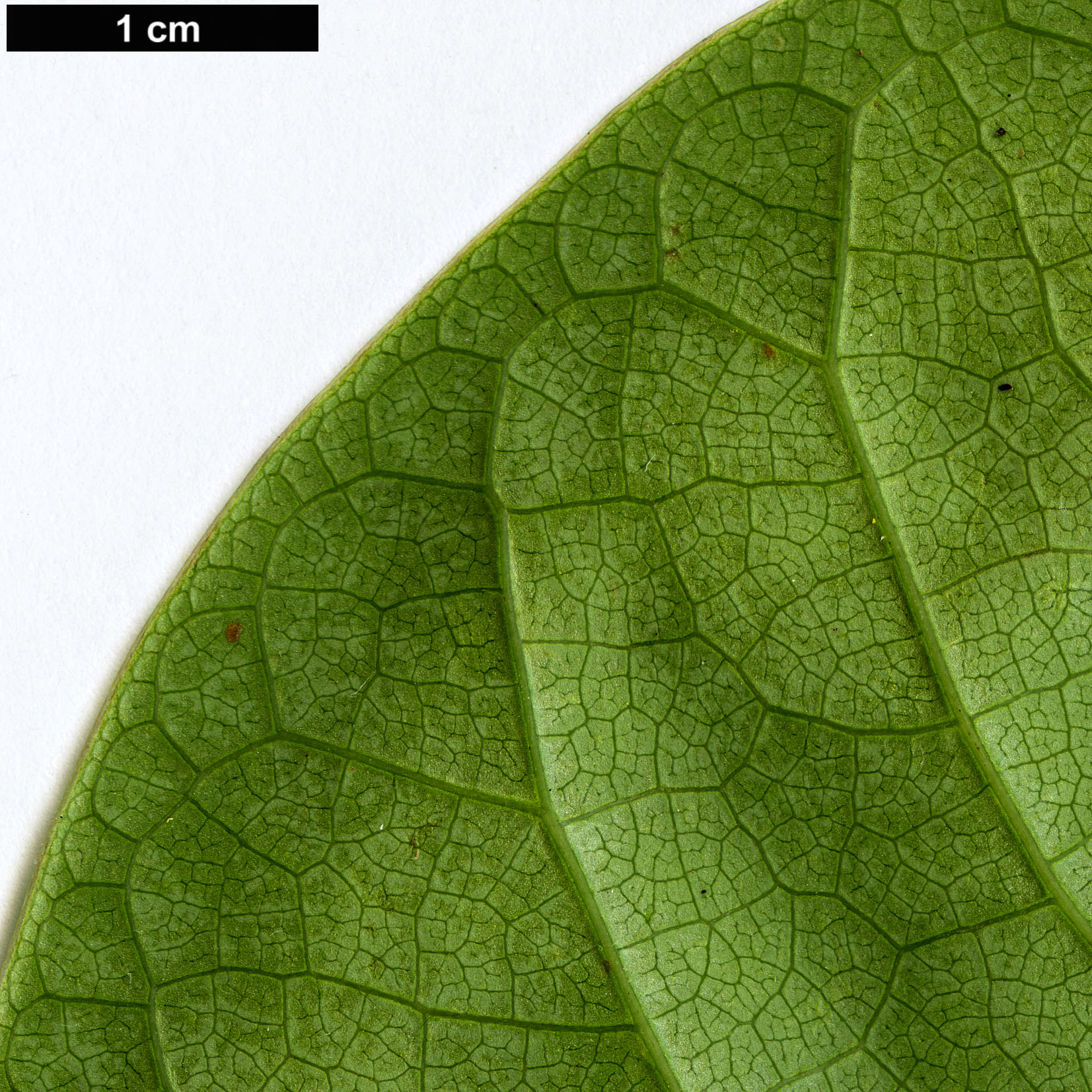 High resolution image: Family: Fabaceae - Genus: Cercis - Taxon: glabra