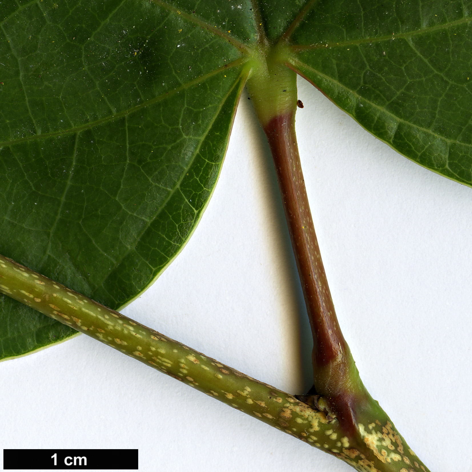 High resolution image: Family: Fabaceae - Genus: Cercis - Taxon: glabra