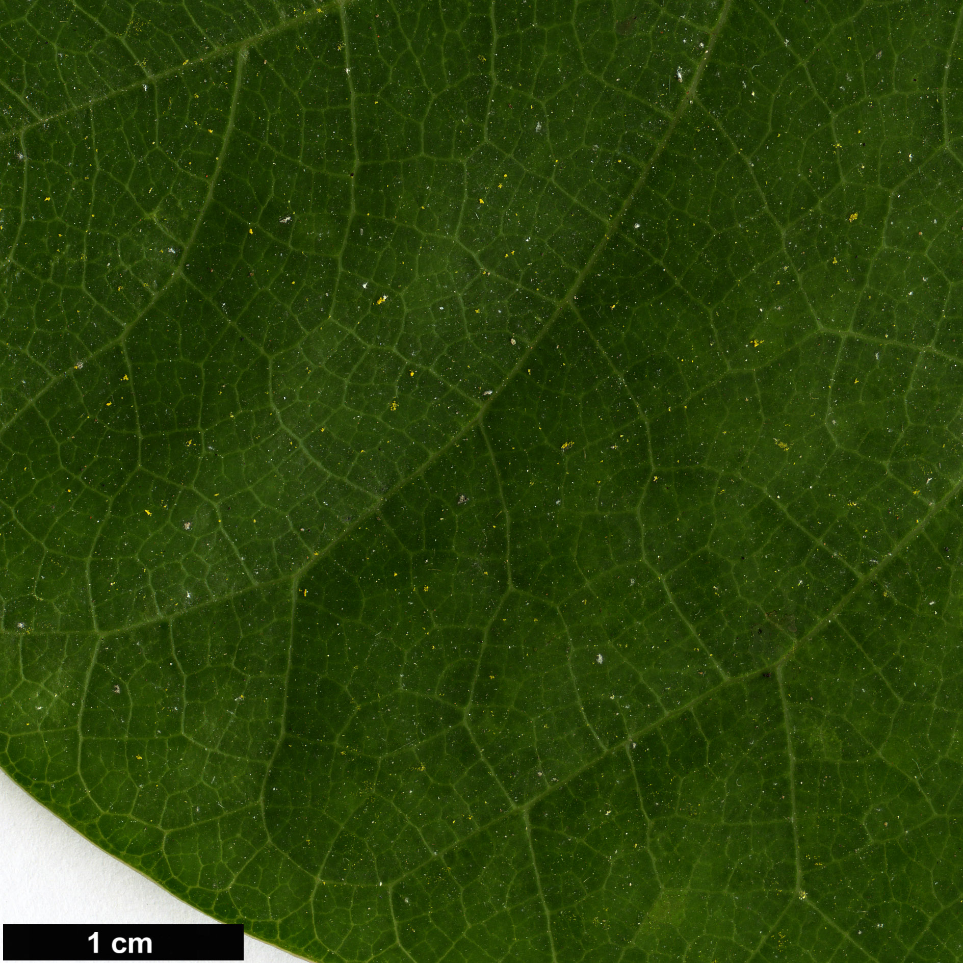 High resolution image: Family: Fabaceae - Genus: Cercis - Taxon: glabra