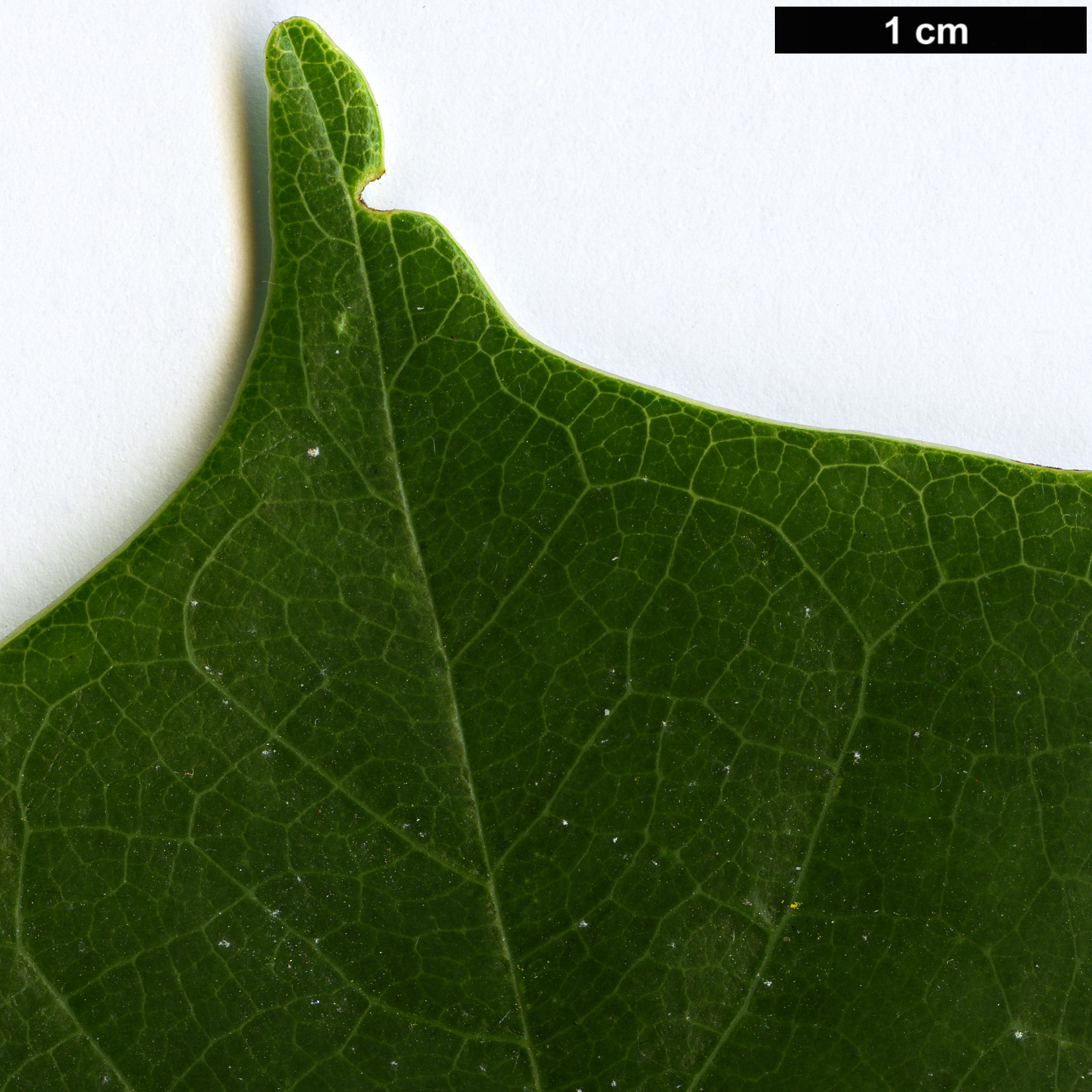 High resolution image: Family: Fabaceae - Genus: Cercis - Taxon: glabra