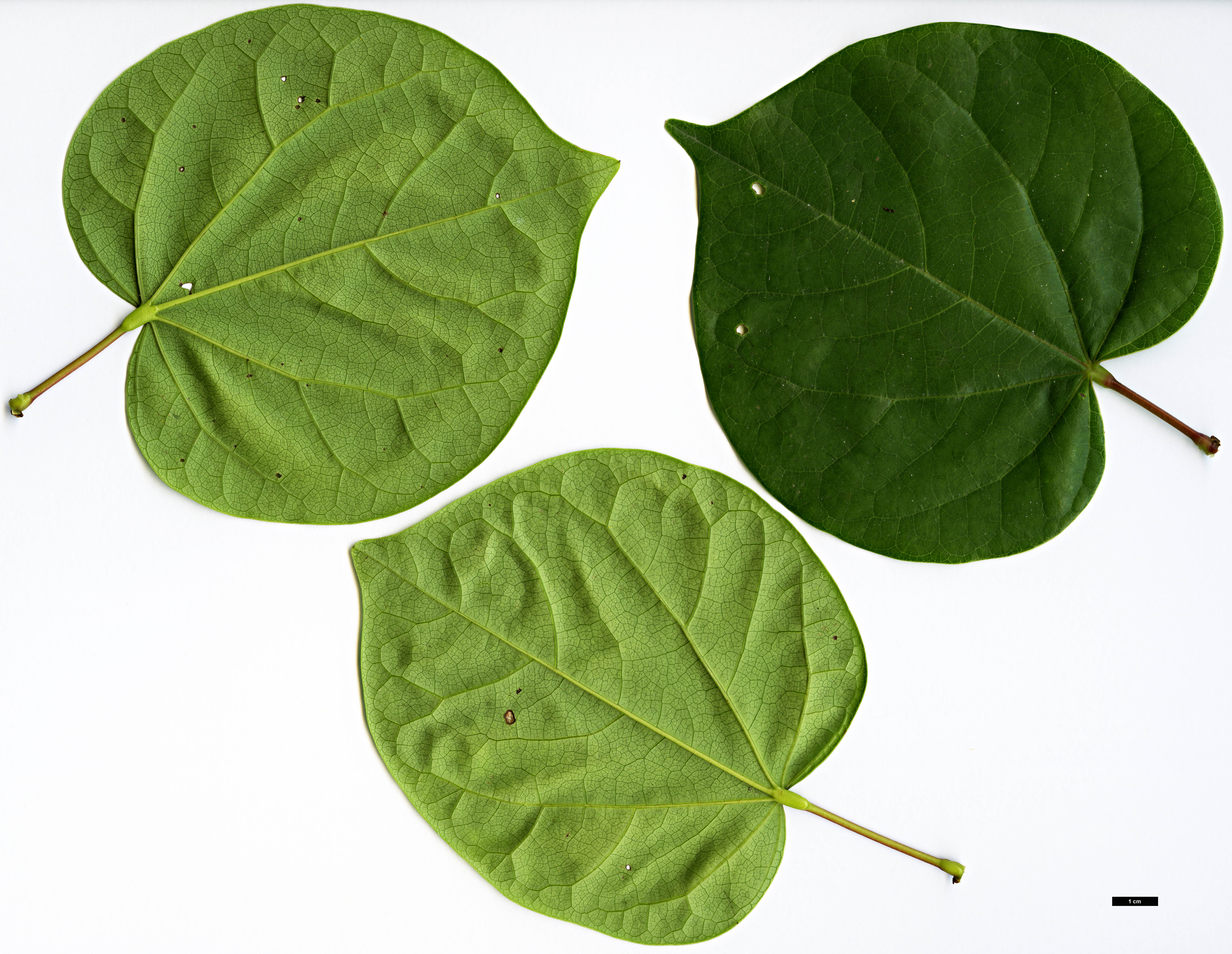 High resolution image: Family: Fabaceae - Genus: Cercis - Taxon: glabra