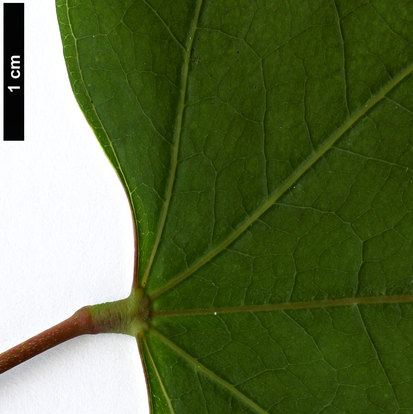 High resolution image: Family: Fabaceae - Genus: Cercis - Taxon: racemosa