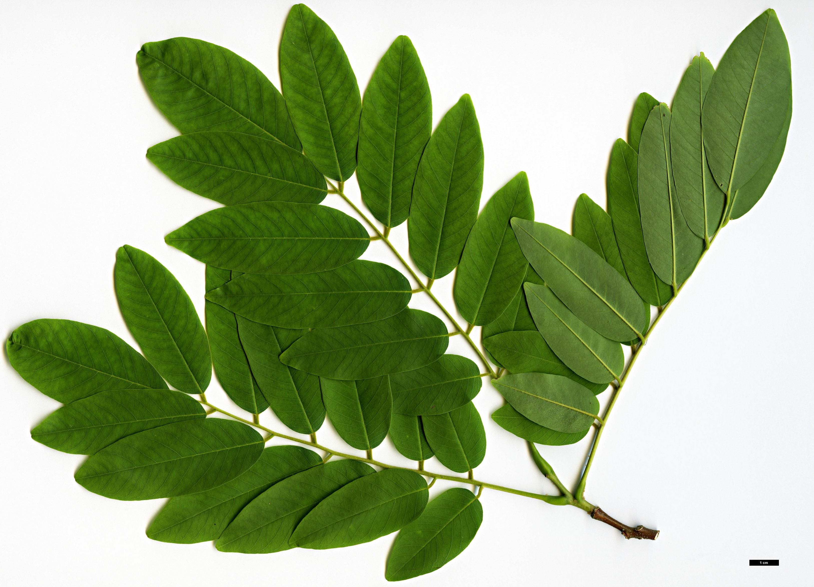 High resolution image: Family: Fabaceae - Genus: Cladrastis - Taxon: delavayi