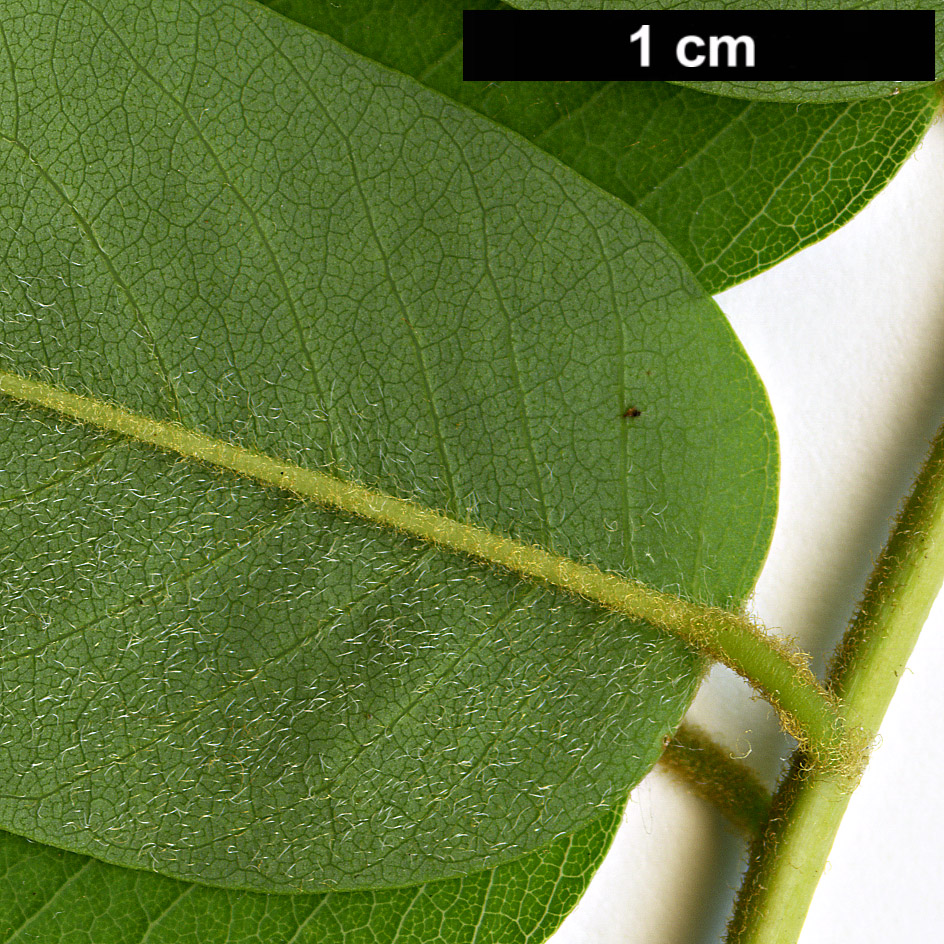 High resolution image: Family: Fabaceae - Genus: Cladrastis - Taxon: delavayi