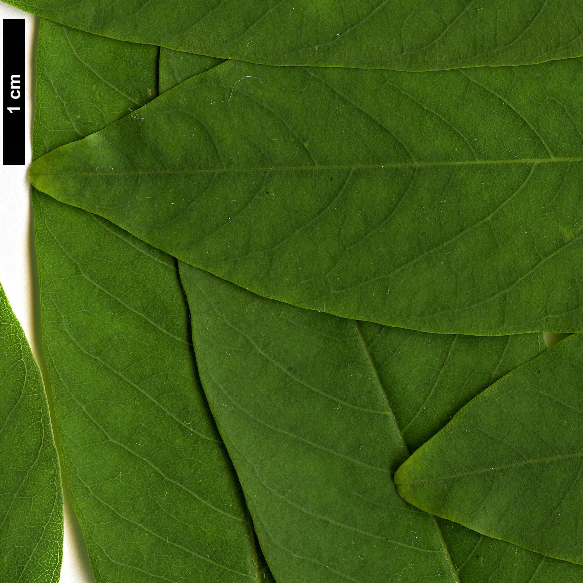 High resolution image: Family: Fabaceae - Genus: Cladrastis - Taxon: delavayi