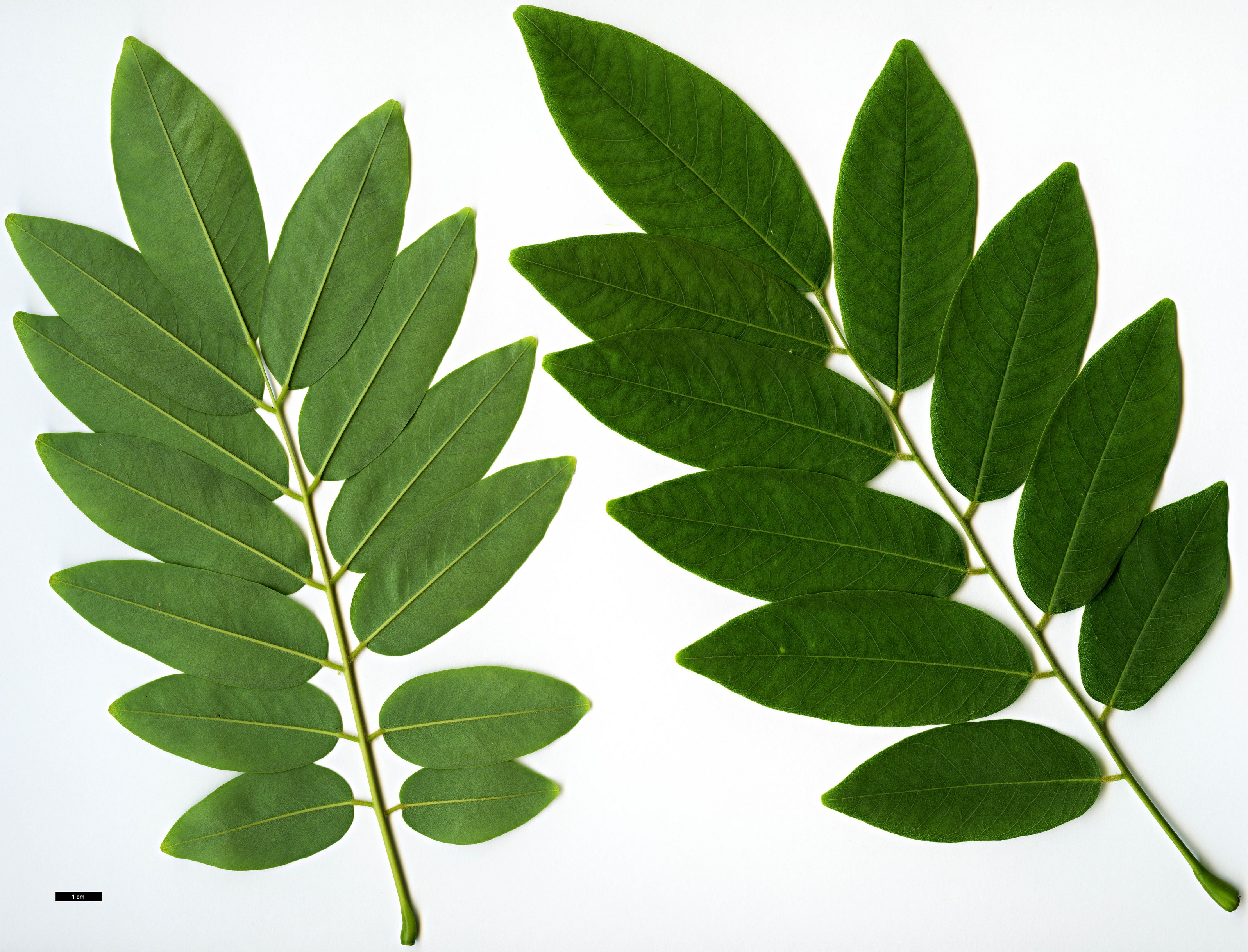 High resolution image: Family: Fabaceae - Genus: Cladrastis - Taxon: delavayi