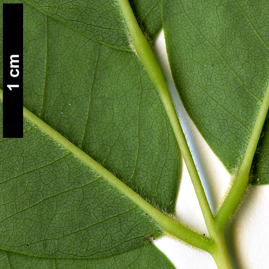 High resolution image: Family: Fabaceae - Genus: Cladrastis - Taxon: delavayi