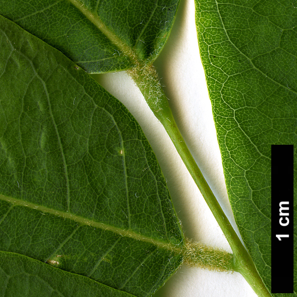 High resolution image: Family: Fabaceae - Genus: Cladrastis - Taxon: delavayi