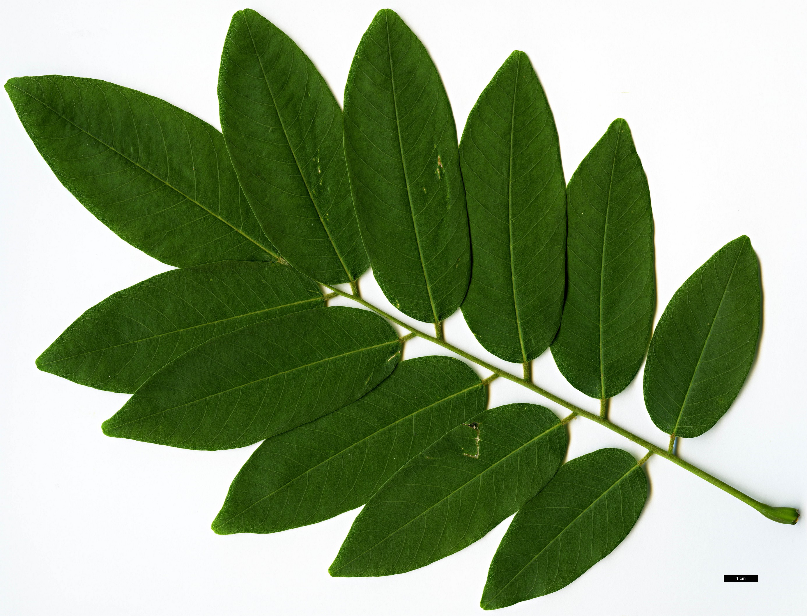 High resolution image: Family: Fabaceae - Genus: Cladrastis - Taxon: delavayi