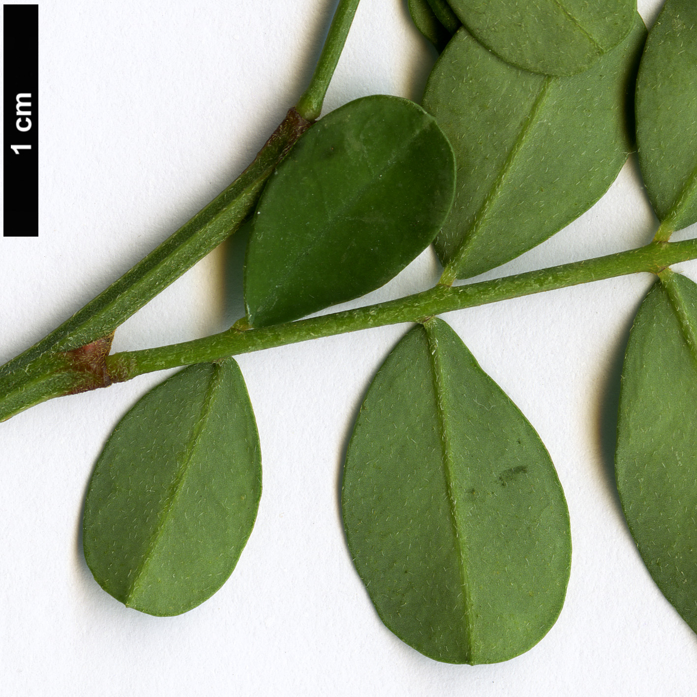 High resolution image: Family: Fabaceae - Genus: Coronilla - Taxon: valentina