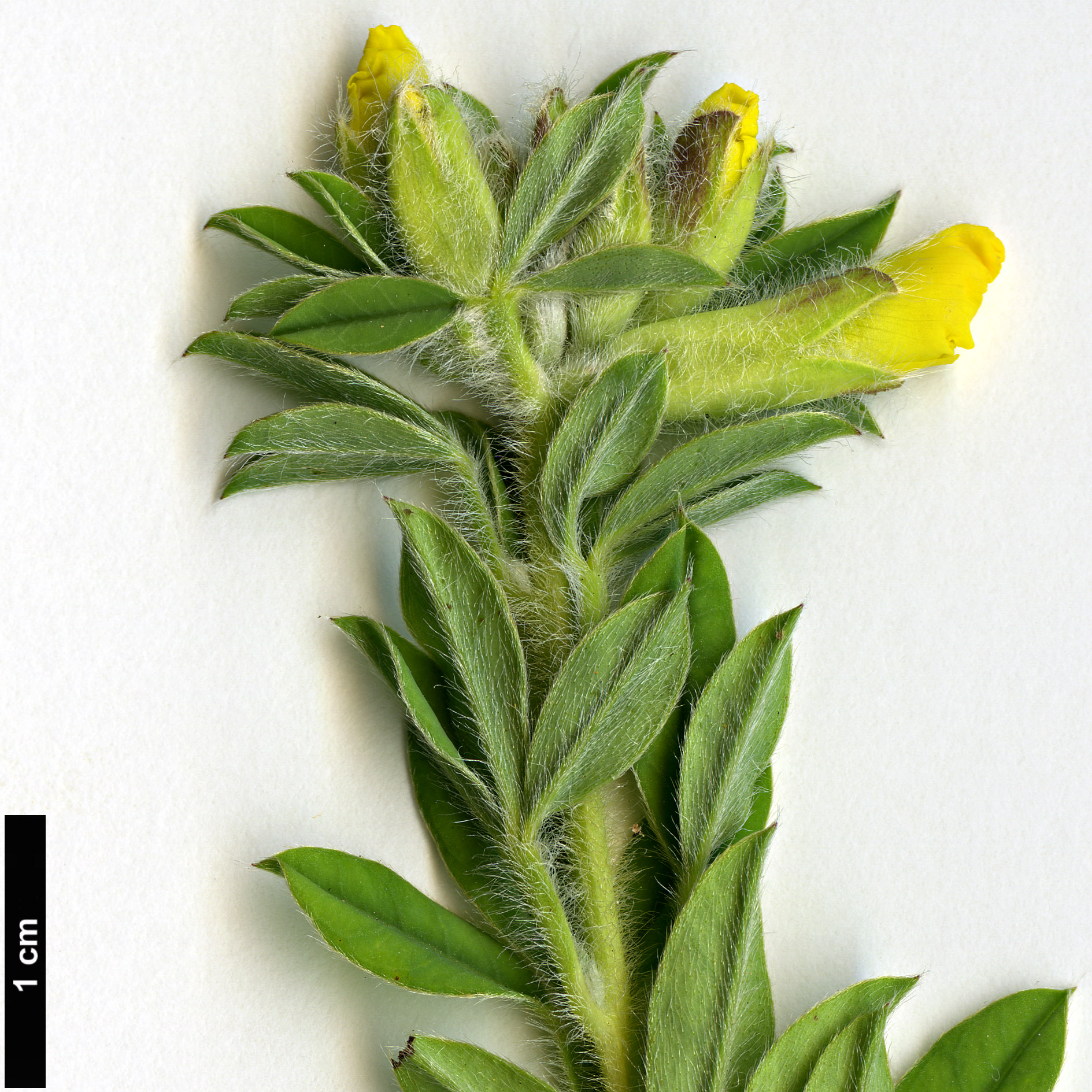 High resolution image: Family: Fabaceae - Genus: Cytisus - Taxon: austriacus High resolution image: Family: Fabaceae - Genus: Cytisus - Taxon: austriacus