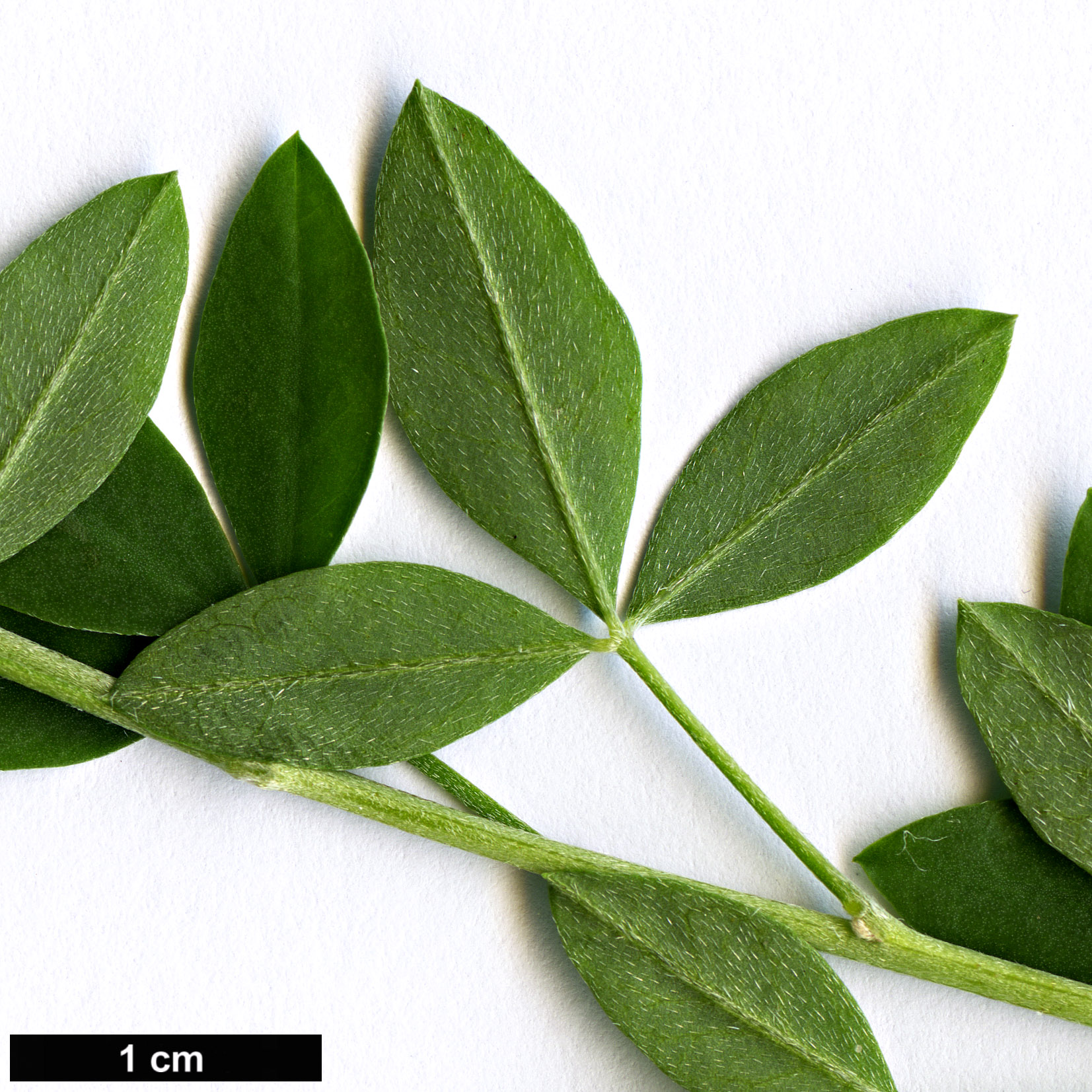 High resolution image: Family: Fabaceae - Genus: Cytisus - Taxon: nigricans - SpeciesSub: ’Cyni’