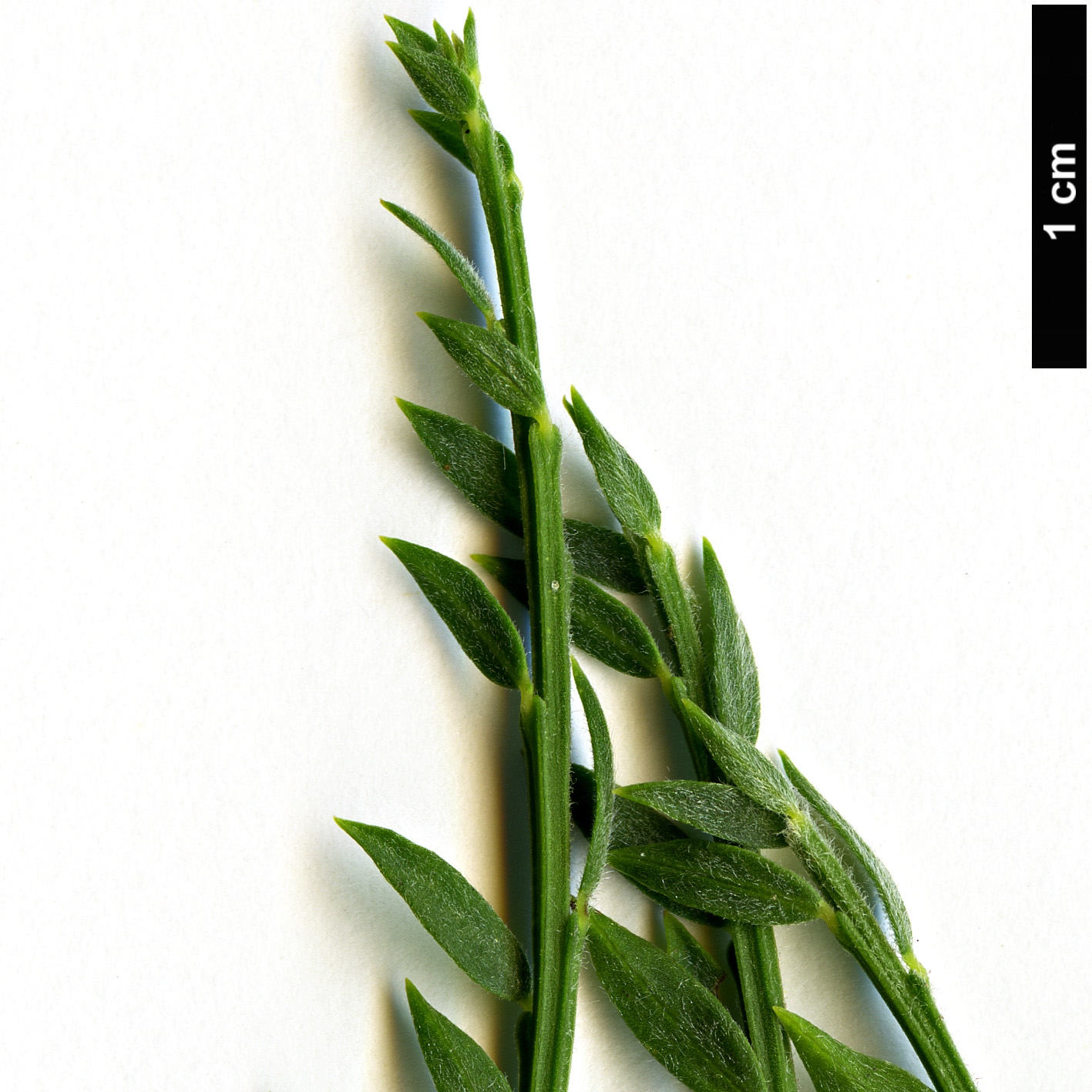 High resolution image: Family: Fabaceae - Genus: Cytisus - Taxon: scoparius