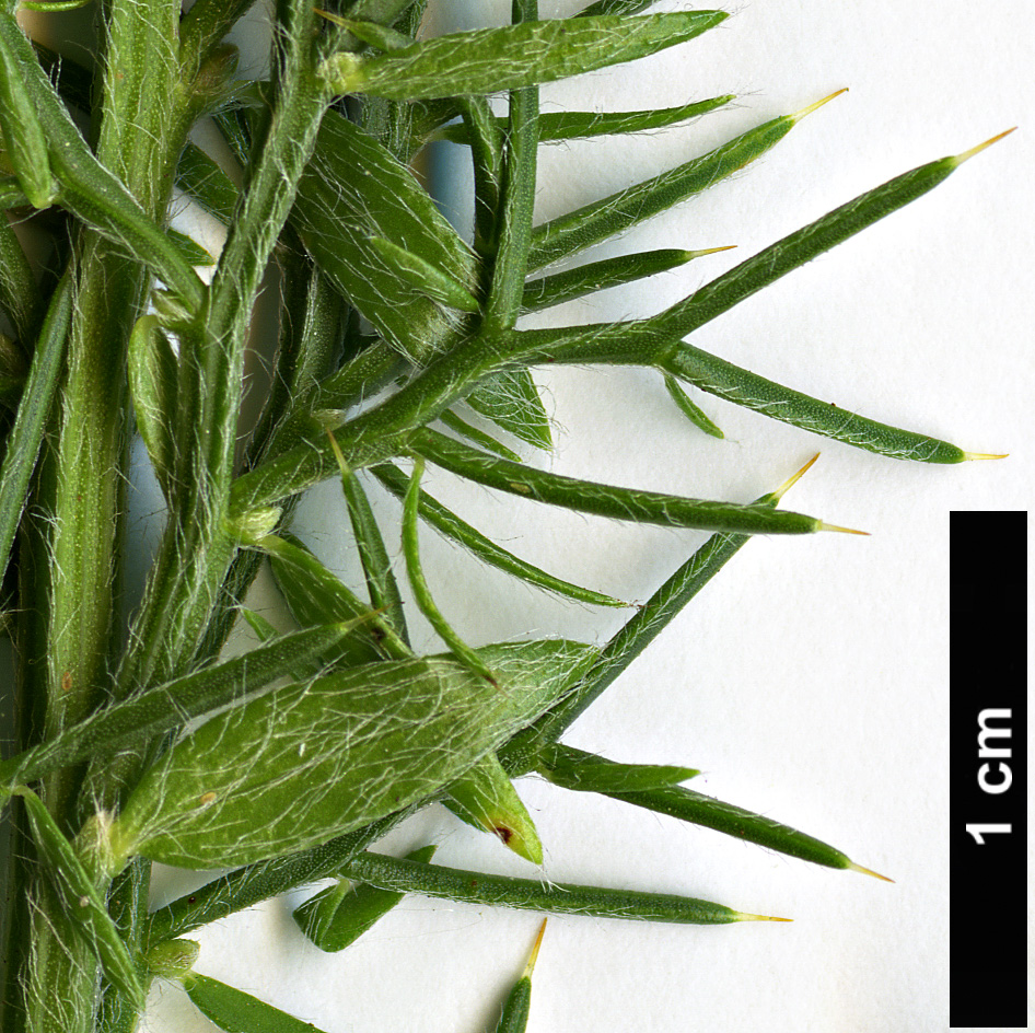 High resolution image: Family: Fabaceae - Genus: Genista - Taxon: hispanica High resolution image: Family: Fabaceae - Genus: Genista - Taxon: hispanica