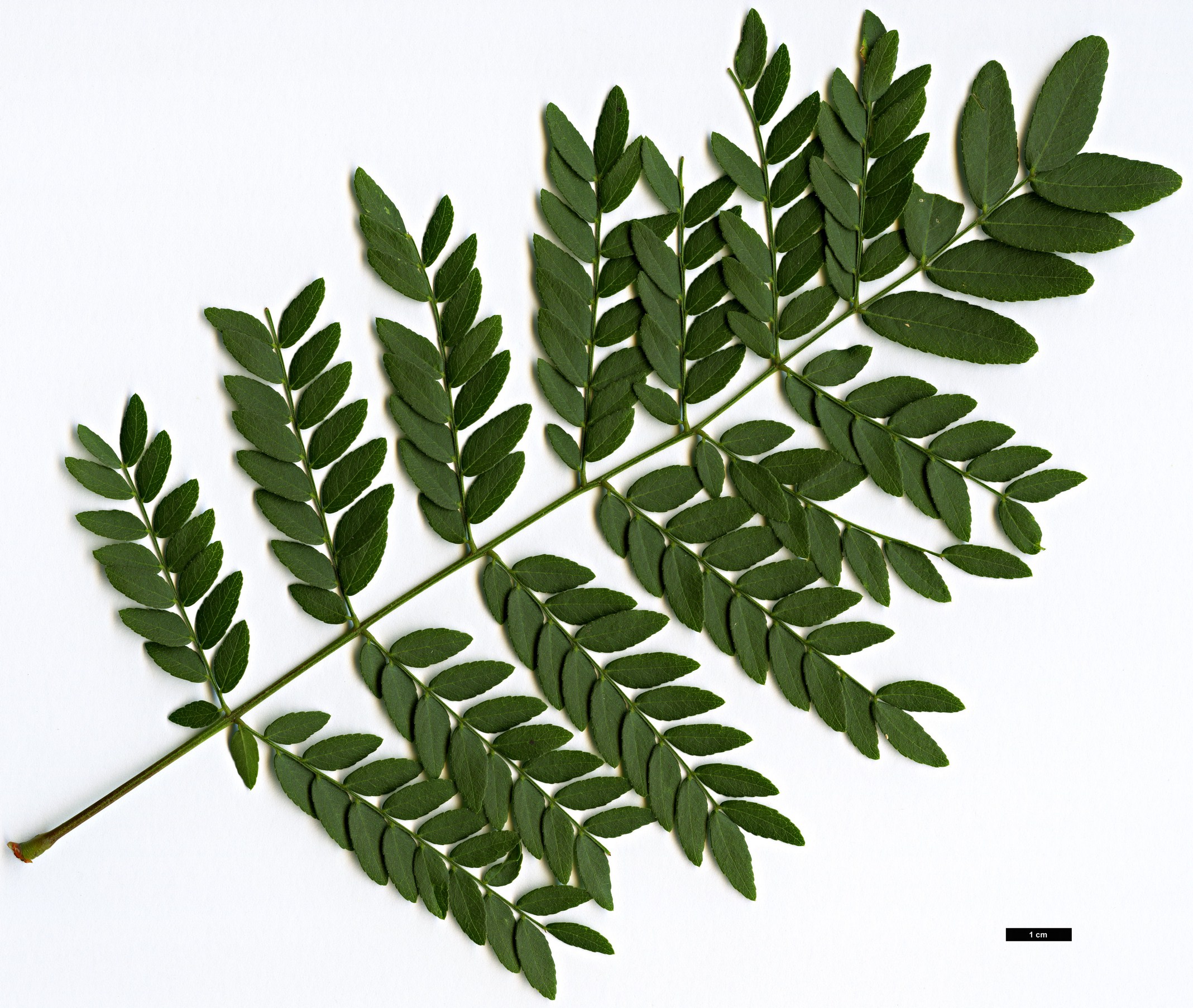 High resolution image: Family: Fabaceae - Genus: Gleditsia - Taxon: triacanthos High resolution image: Family: Fabaceae - Genus: Gleditsia - Taxon: triacanthos