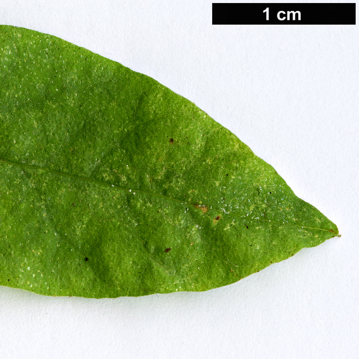 High resolution image: Family: Fabaceae - Genus: Glycyrrhiza - Taxon: glabra