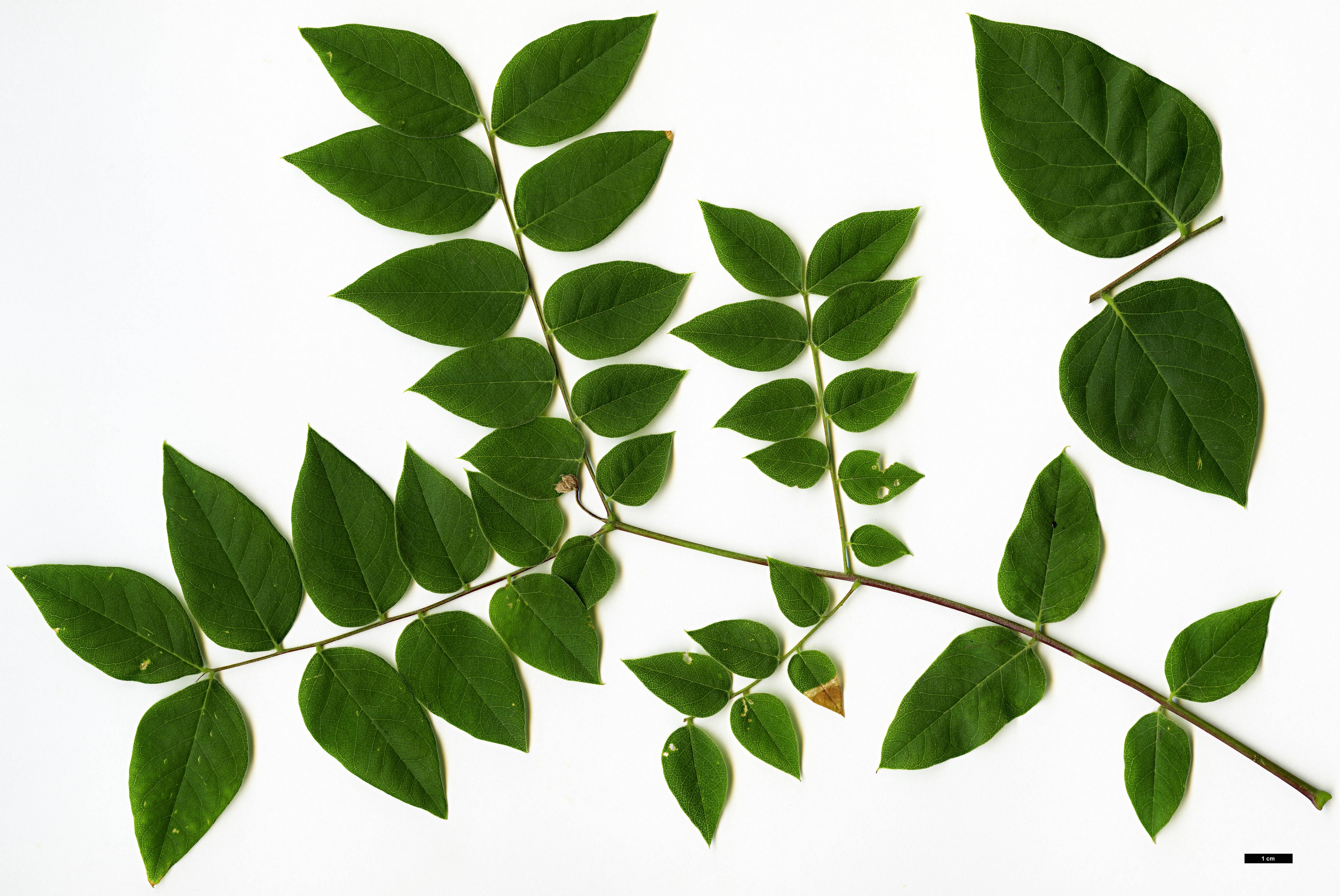 High resolution image: Family: Fabaceae - Genus: Gymnocladus - Taxon: dioicus