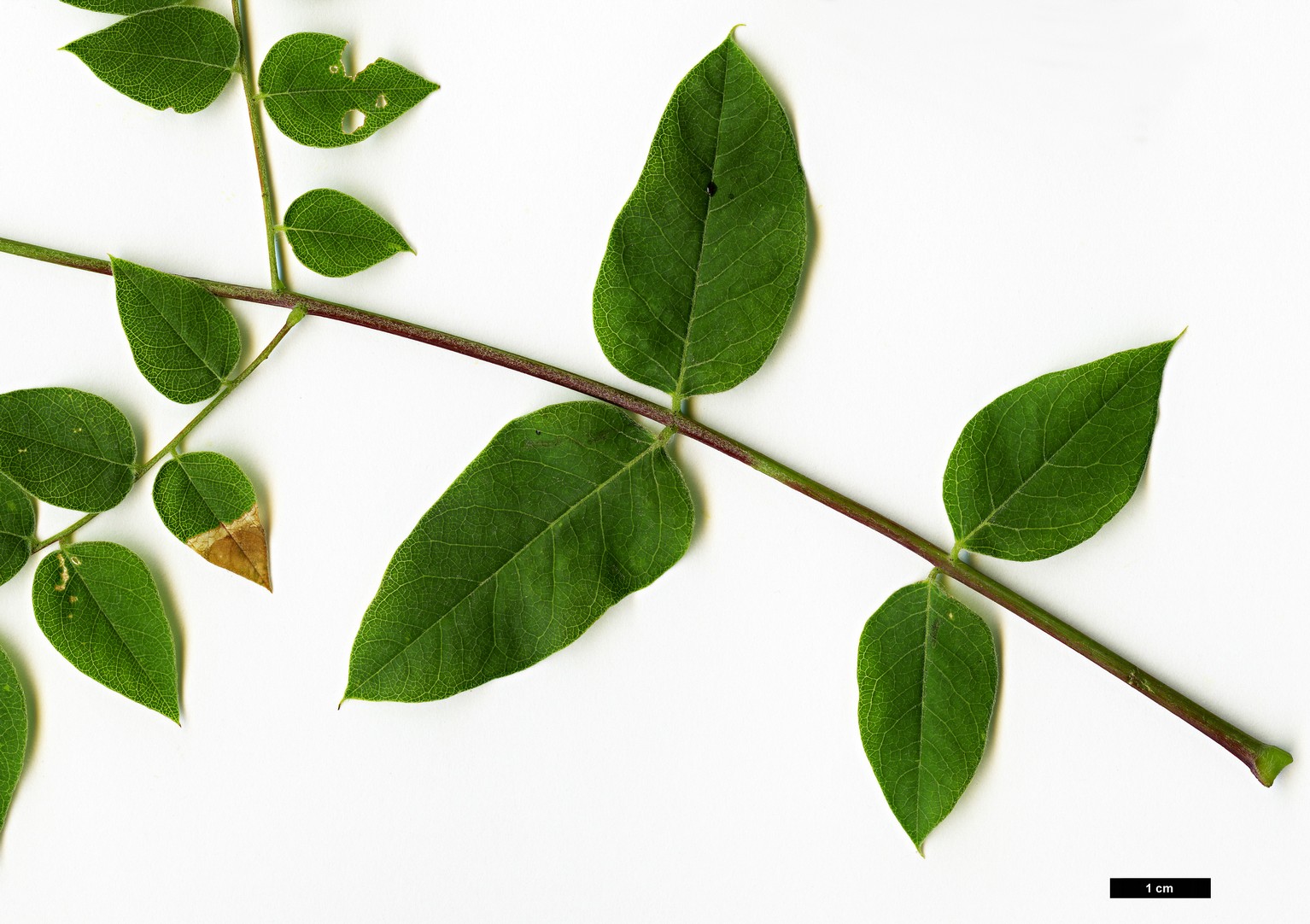 High resolution image: Family: Fabaceae - Genus: Gymnocladus - Taxon: dioicus