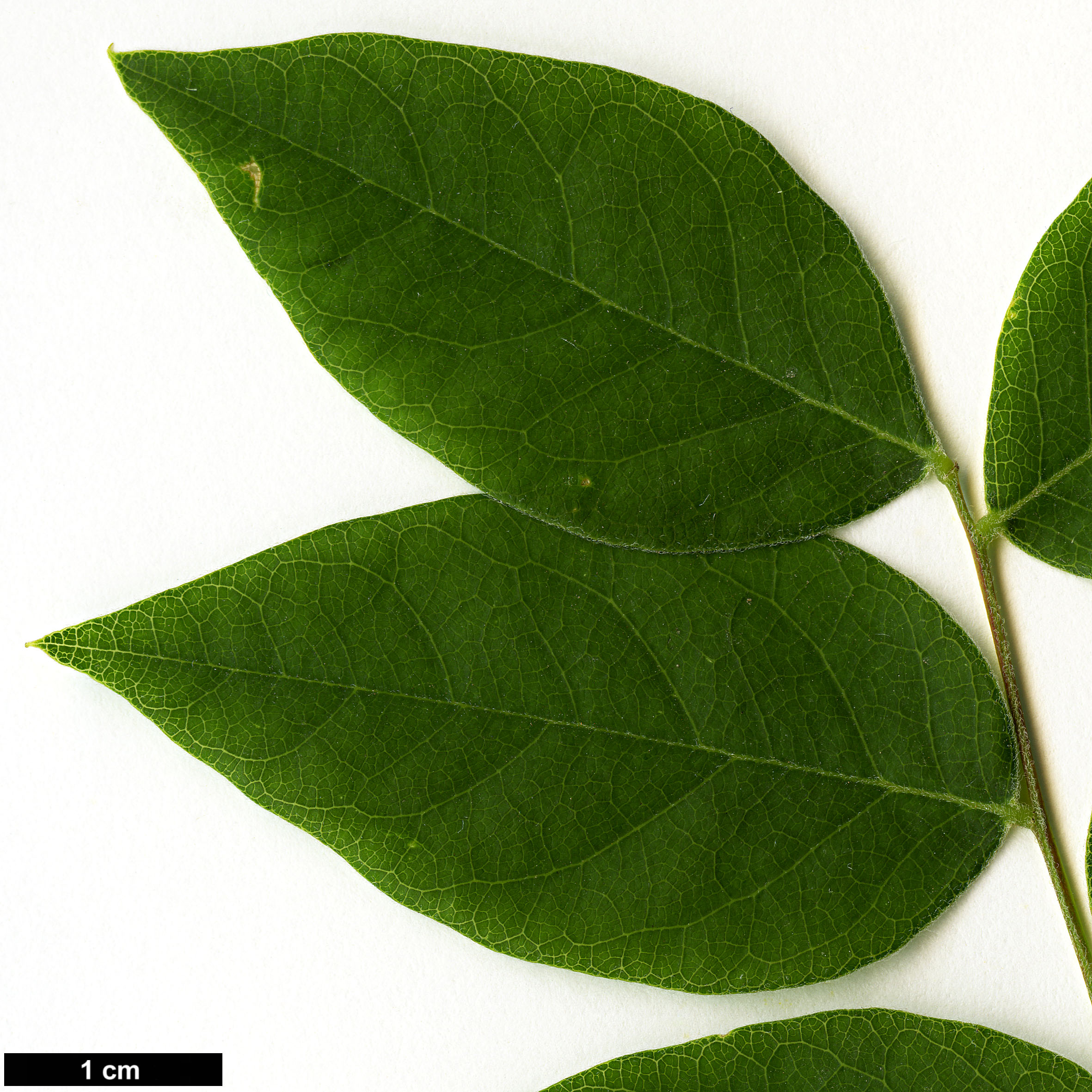 High resolution image: Family: Fabaceae - Genus: Gymnocladus - Taxon: dioicus