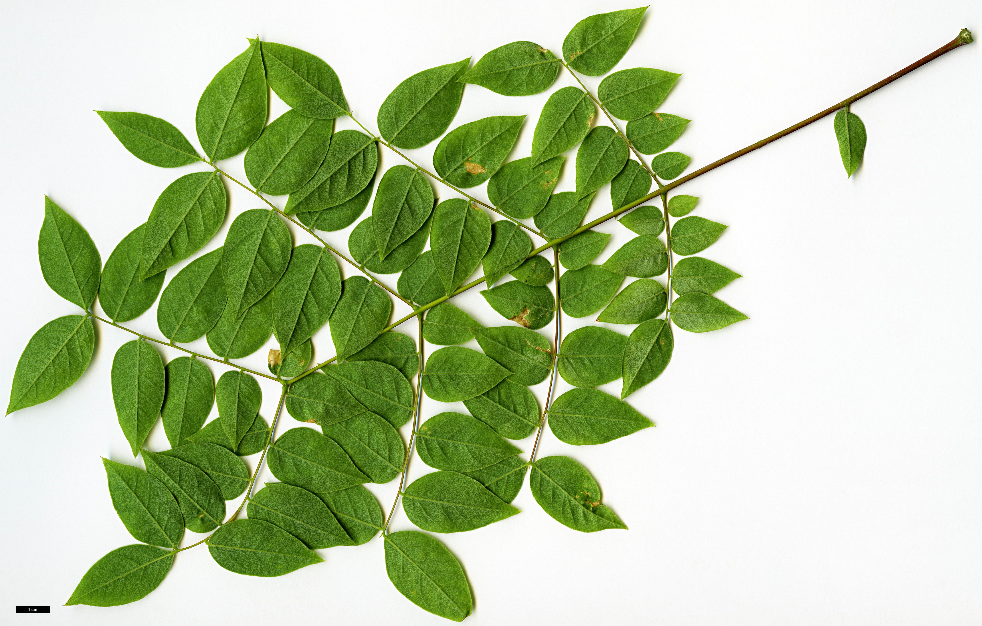 High resolution image: Family: Fabaceae - Genus: Gymnocladus - Taxon: dioicus