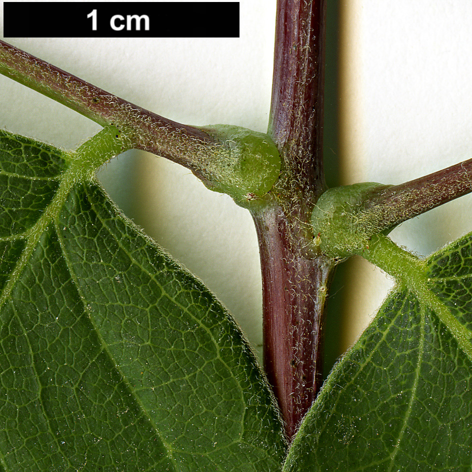 High resolution image: Family: Fabaceae - Genus: Gymnocladus - Taxon: dioicus