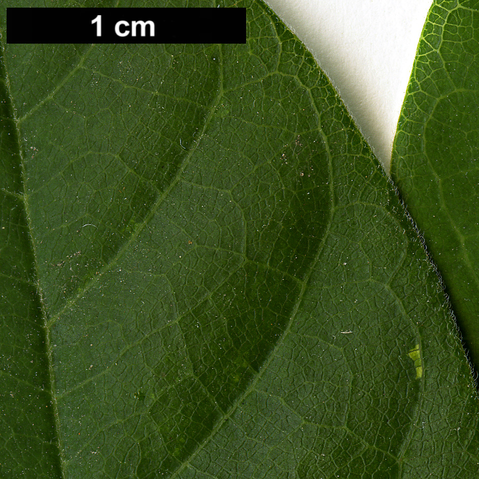 High resolution image: Family: Fabaceae - Genus: Gymnocladus - Taxon: dioicus