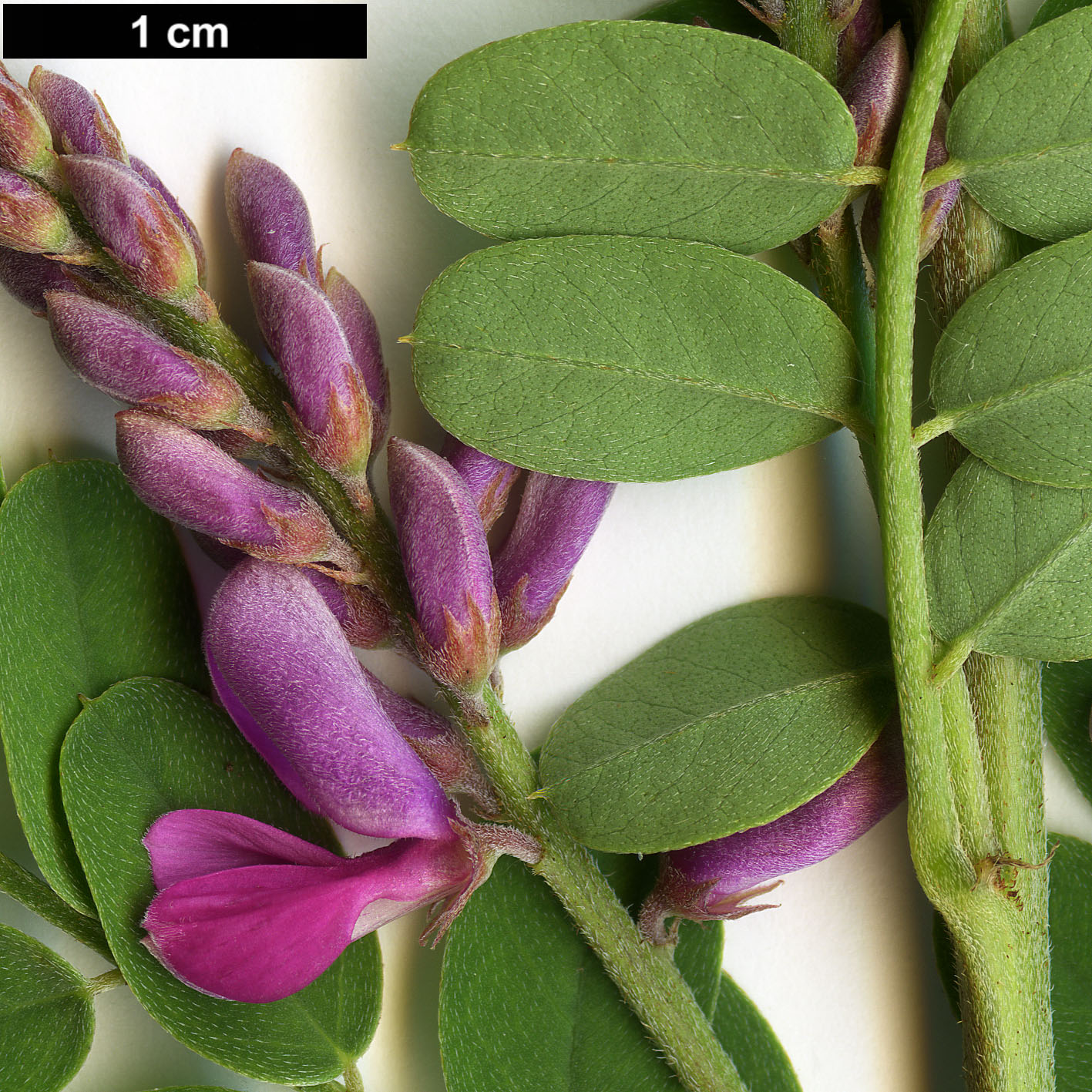 High resolution image: Family: Fabaceae - Genus: Indigofera - Taxon: heterantha High resolution image: Family: Fabaceae - Genus: Indigofera - Taxon: heterantha