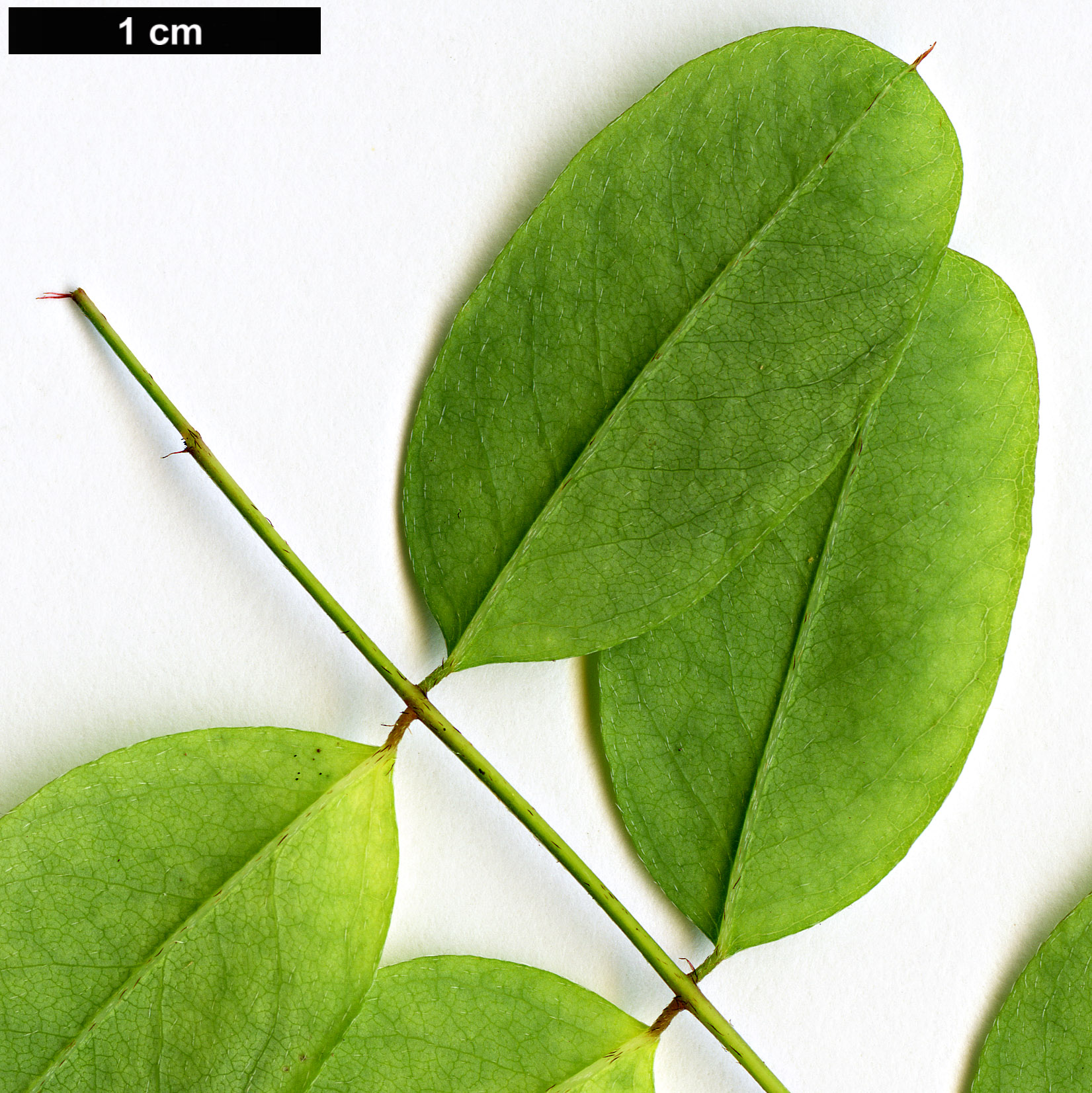 High resolution image: Family: Fabaceae - Genus: Indigofera - Taxon: himalayensis