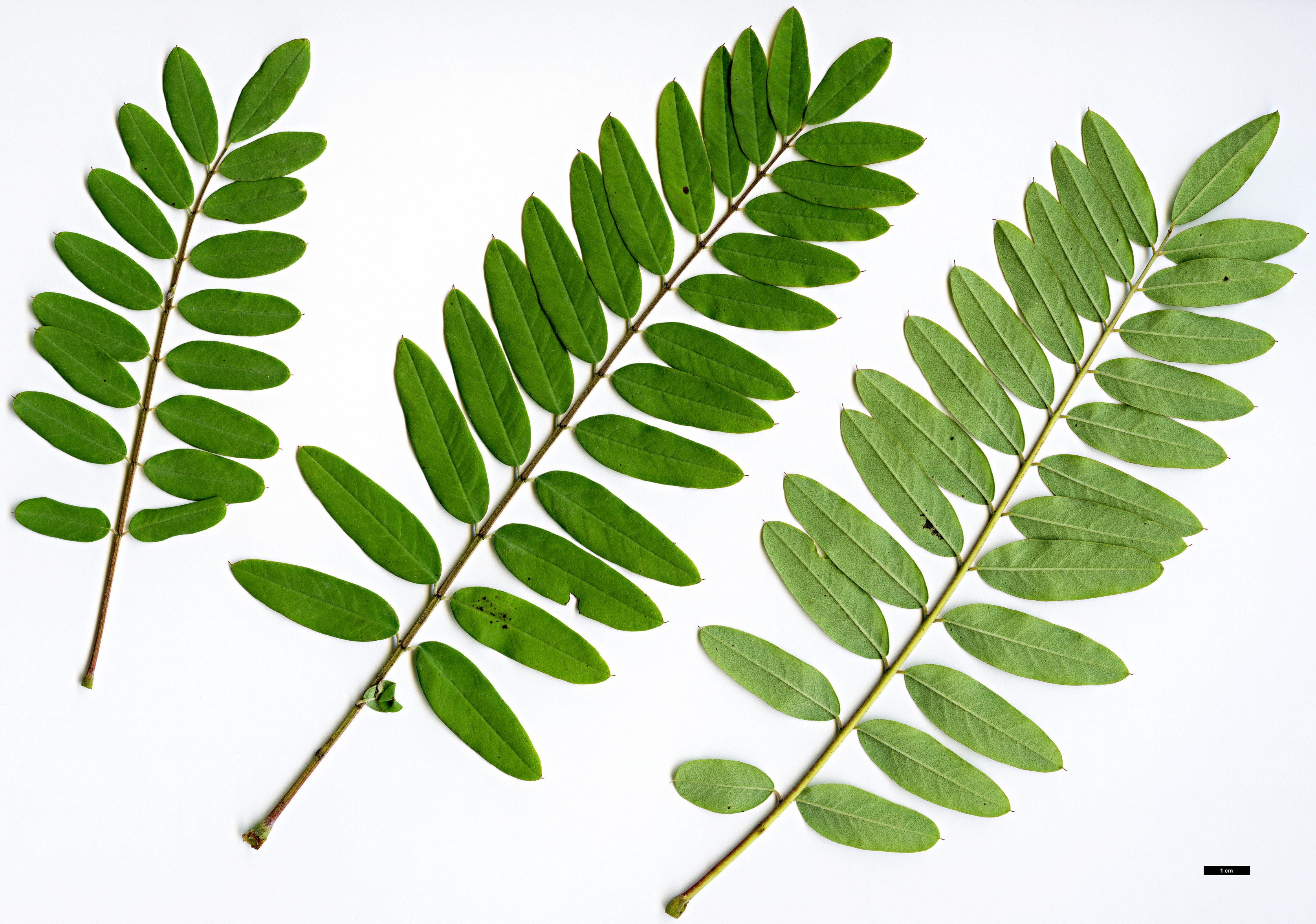 High resolution image: Family: Fabaceae - Genus: Indigofera - Taxon: pendula