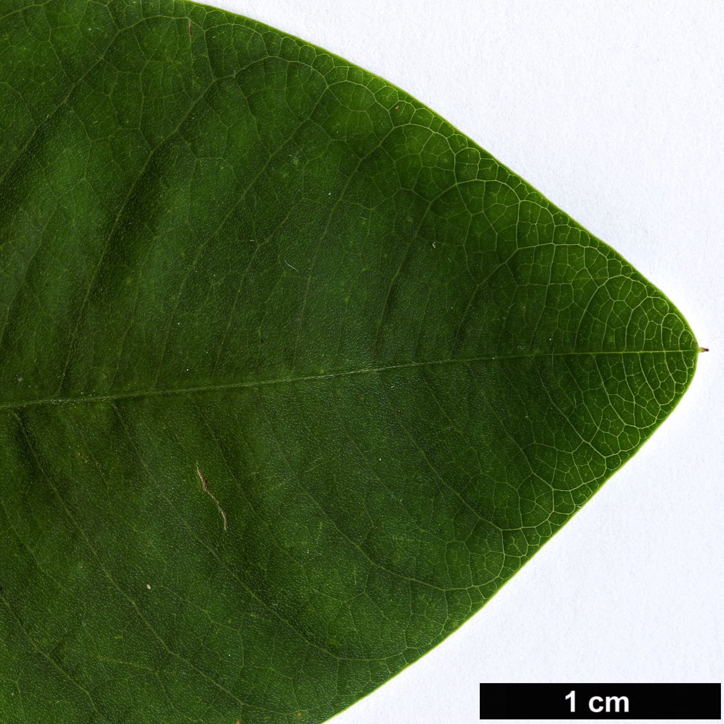 High resolution image: Family: Fabaceae - Genus: Lespedeza - Taxon: thunbergii High resolution image: Family: Fabaceae - Genus: Lespedeza - Taxon: thunbergii