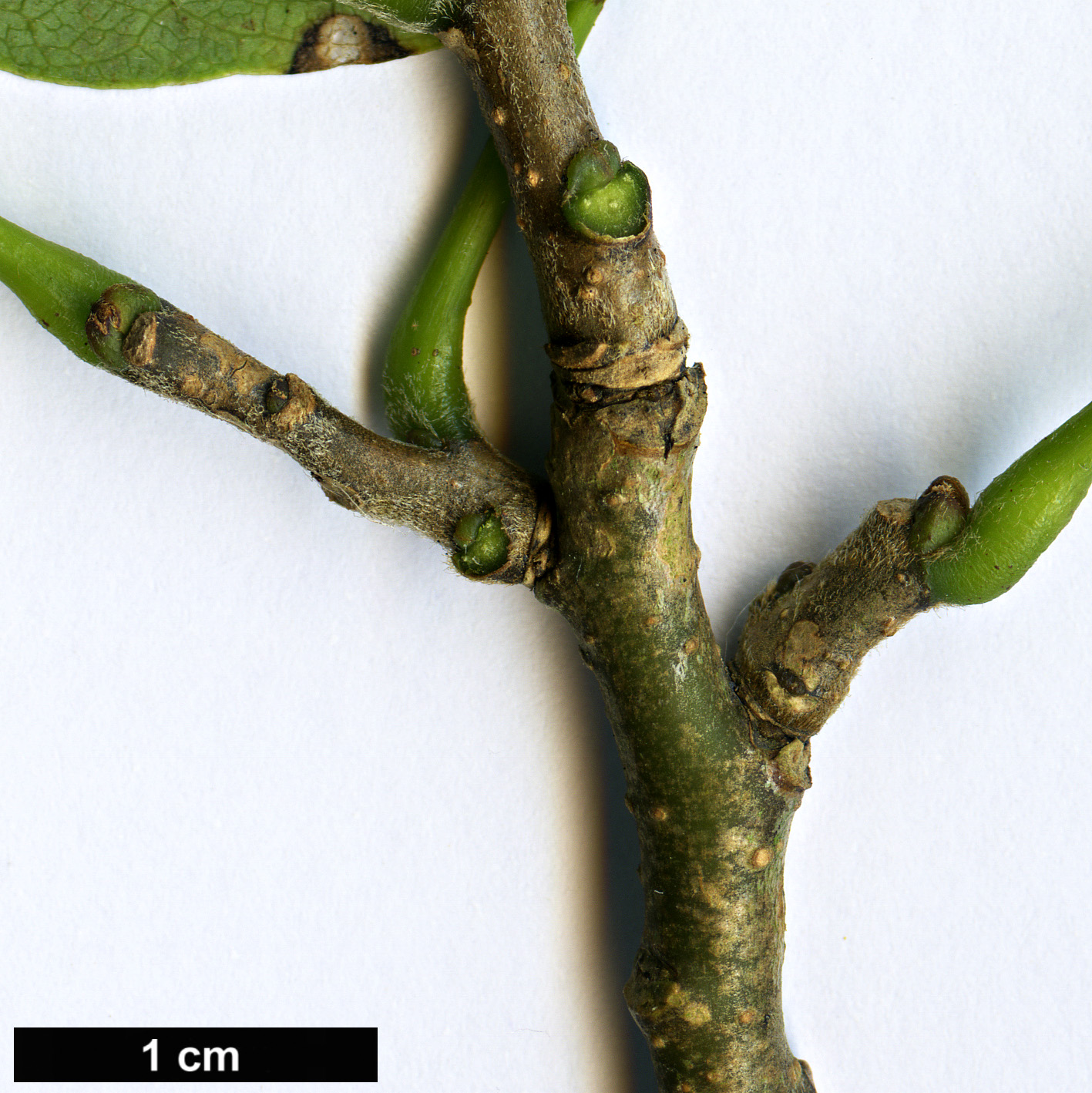 High resolution image: Family: Fabaceae - Genus: Maackia - Taxon: taiwanensis High resolution image: Family: Fabaceae - Genus: Maackia - Taxon: taiwanensis