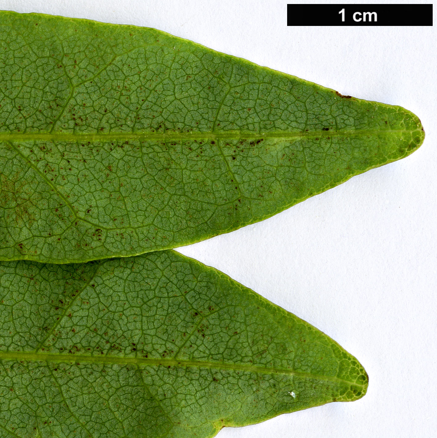 High resolution image: Family: Fabaceae - Genus: Maackia - Taxon: taiwanensis