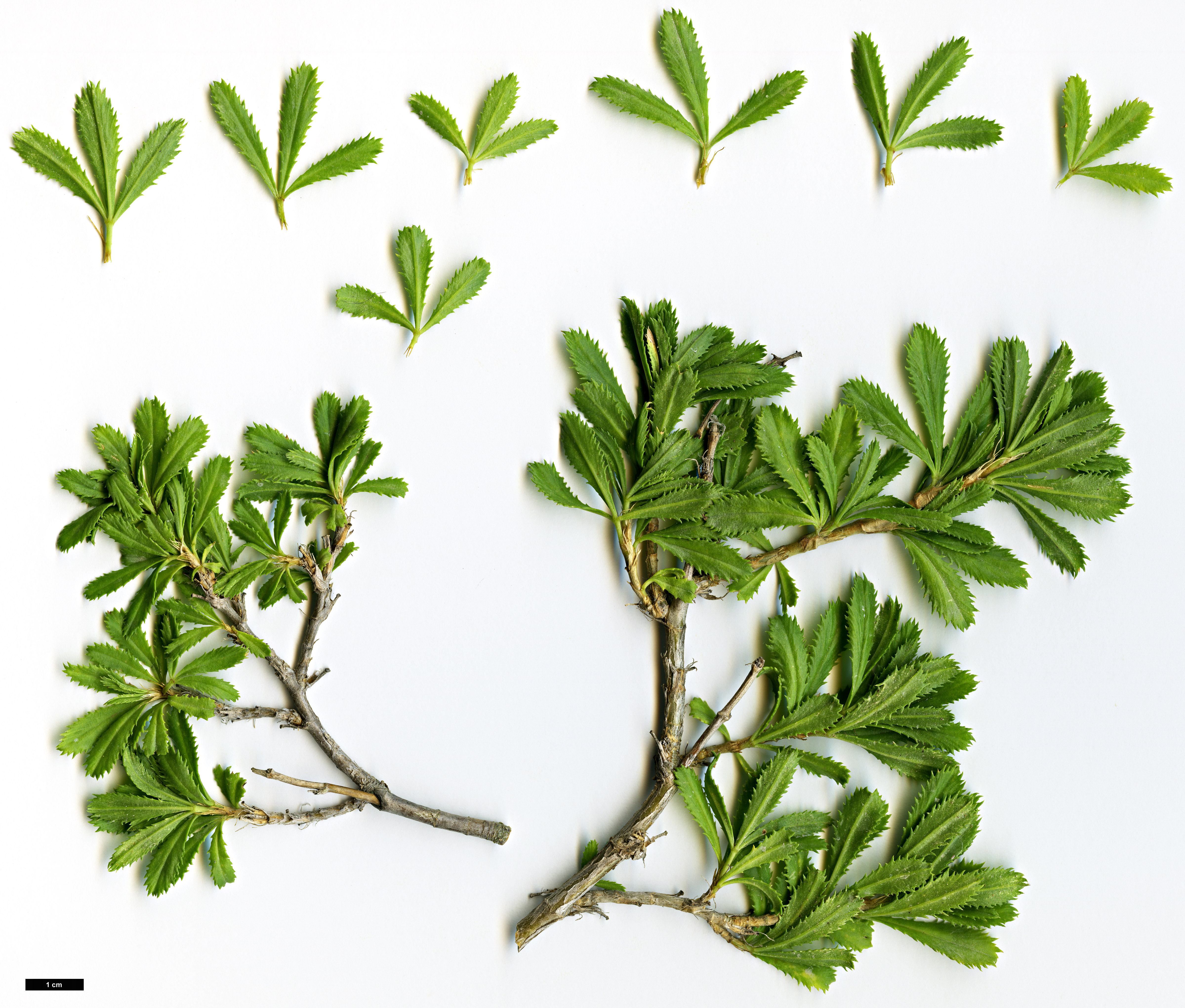 High resolution image: Family: Fabaceae - Genus: Ononis - Taxon: fruticosa